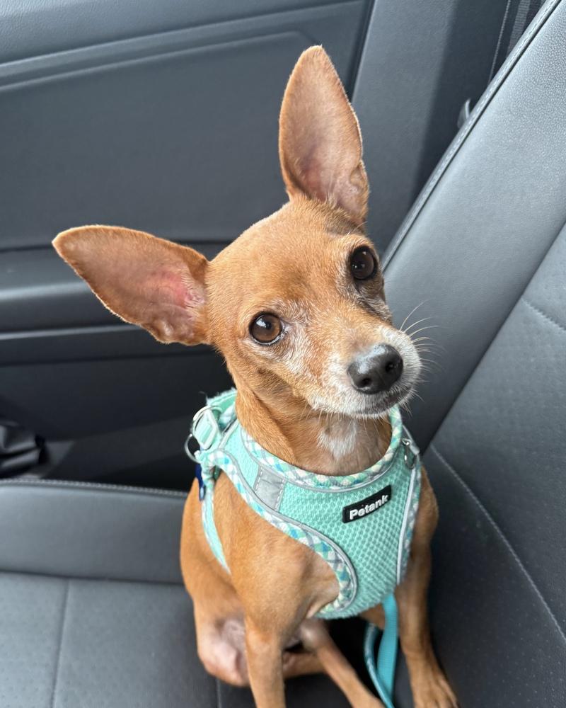 Enlarge Cannoli, a Adoptable Chihuahua in Orlando, FL image 2/6