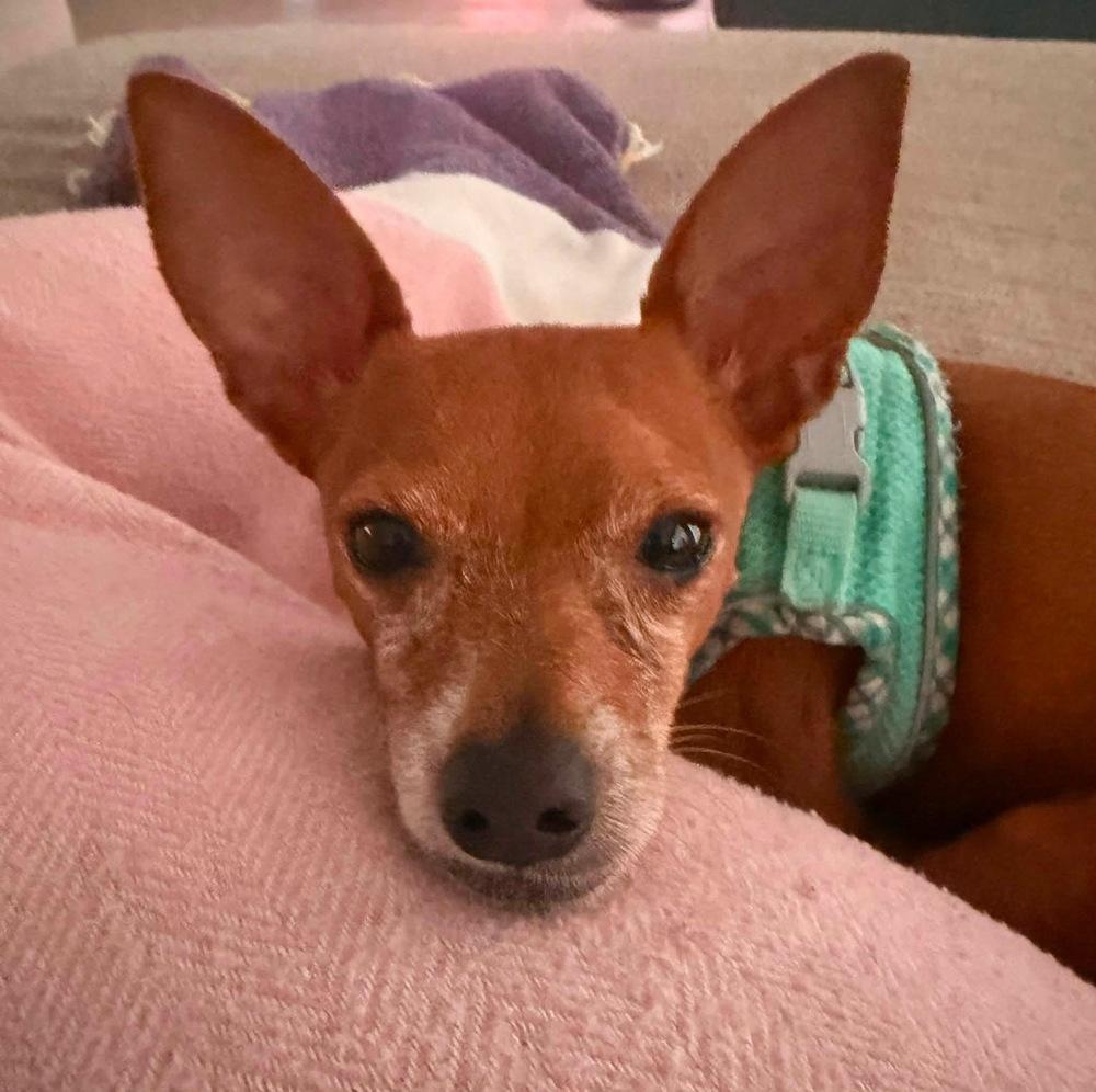 Enlarge Cannoli, a Adoptable Chihuahua in Orlando, FL image 3/6