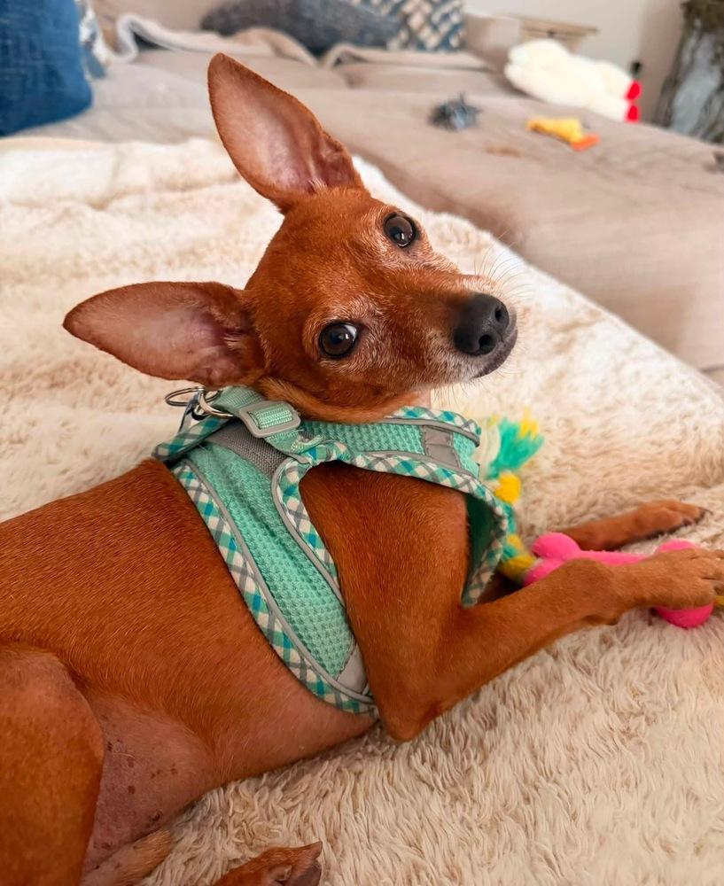 Enlarge Cannoli, a Adoptable Chihuahua in Orlando, FL image 4/6