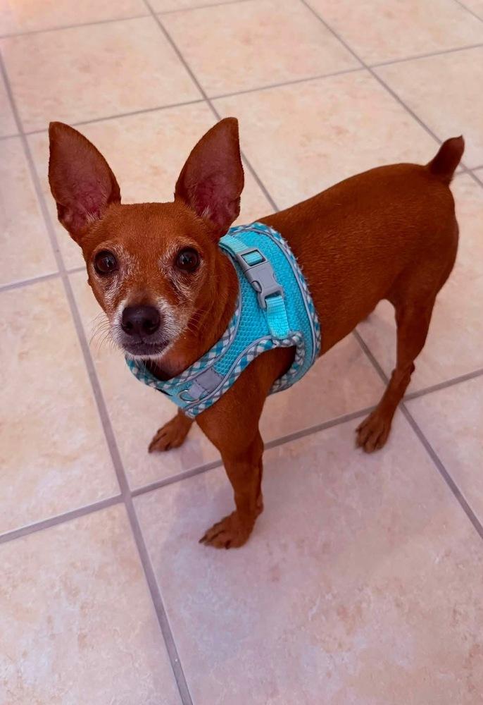 Enlarge Cannoli, a Adoptable Chihuahua in Orlando, FL image 5/6