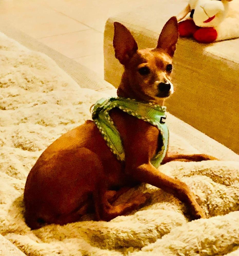 Enlarge Cannoli, a Adoptable Chihuahua in Orlando, FL image 6/6