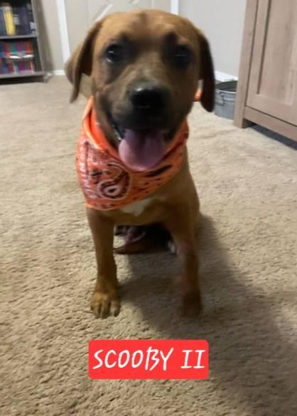 Scooby II