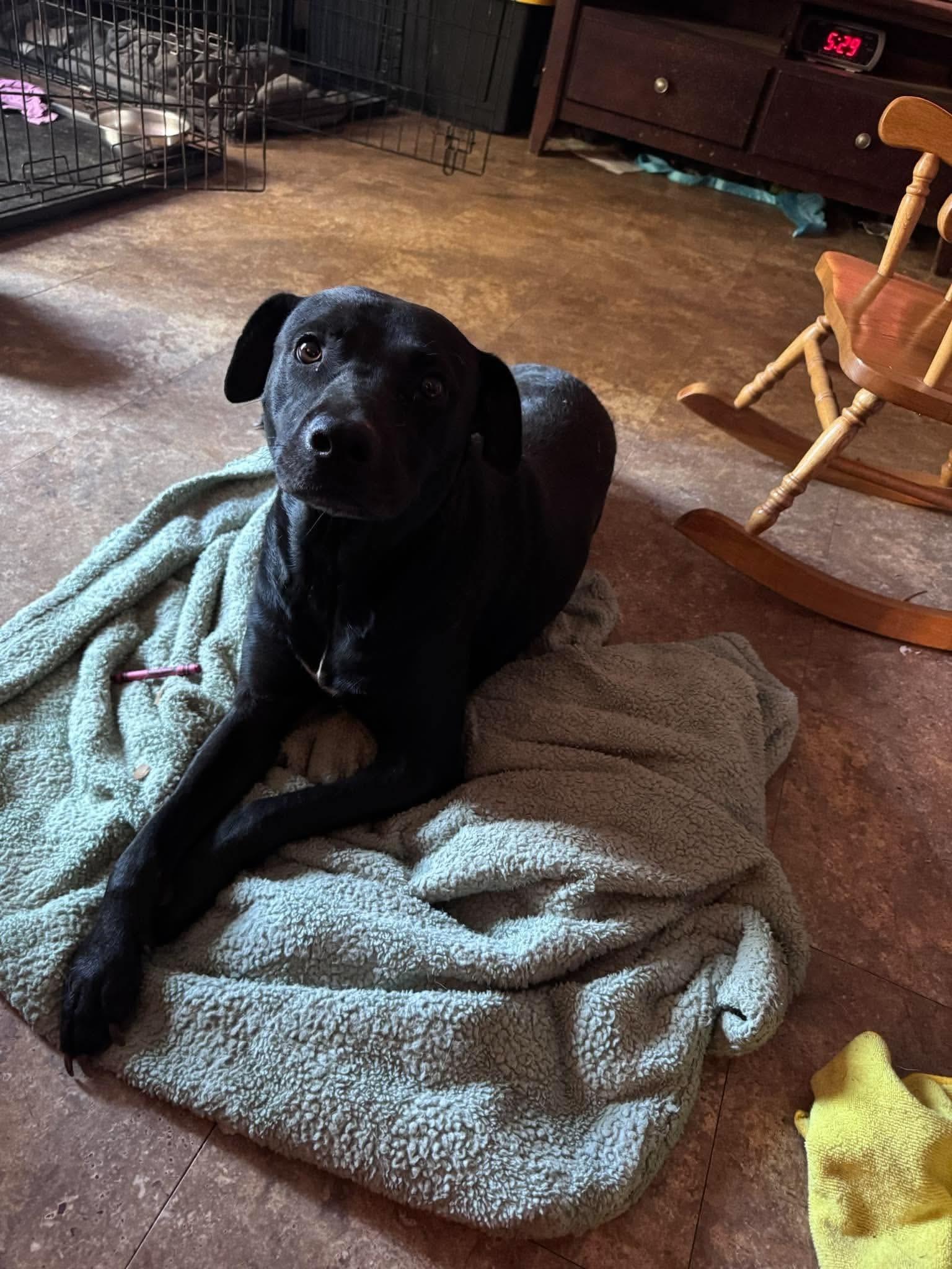 Enlarge Darby, a Adoptable mixed breed in Copiague, NY image 3/4