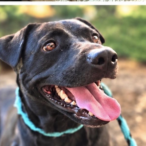 Enlarge Darby, a Adoptable mixed breed in Copiague, NY image 2/4