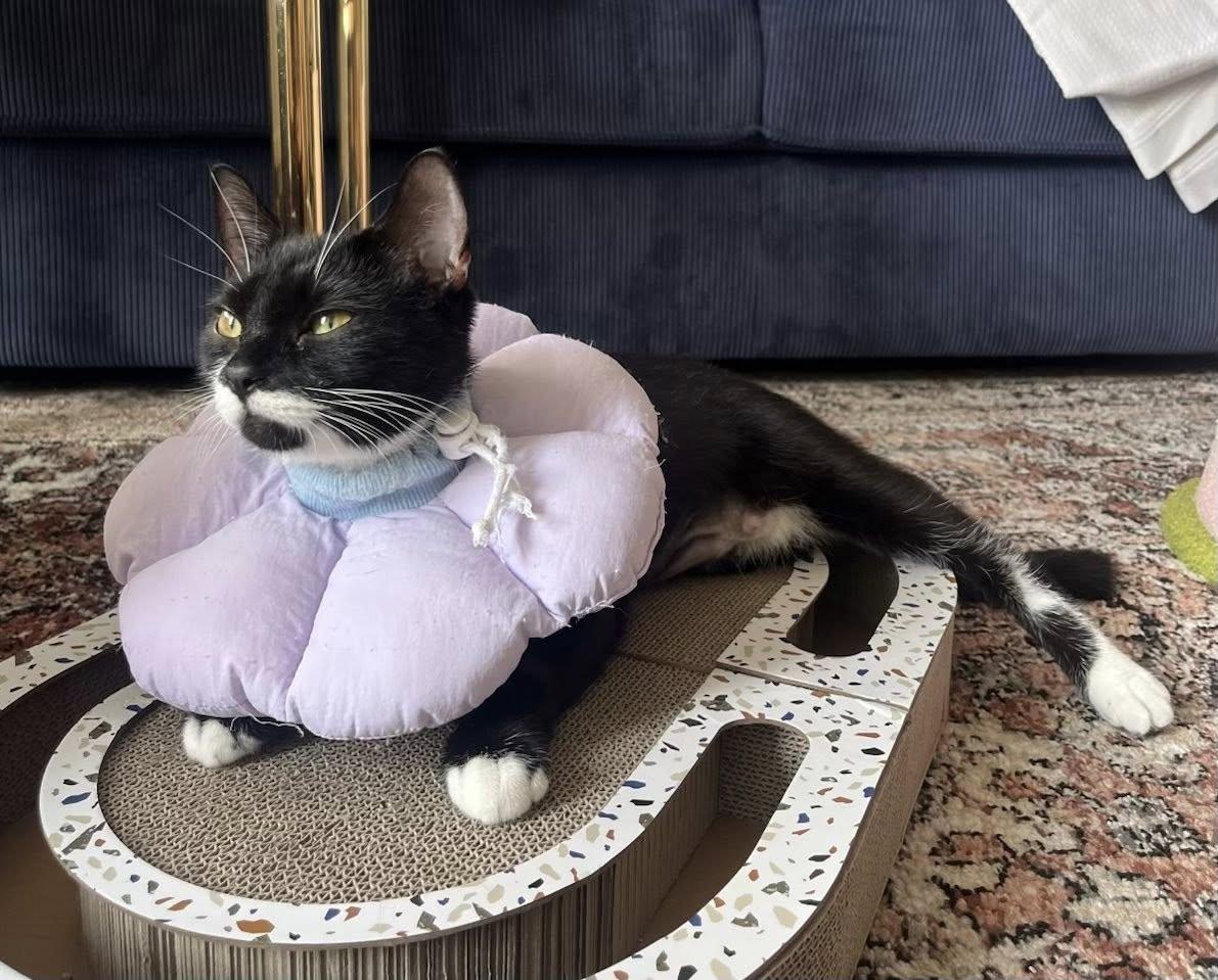 Josephine, a ADOPTABLE Tuxedo in Montreal, QC image 5/6