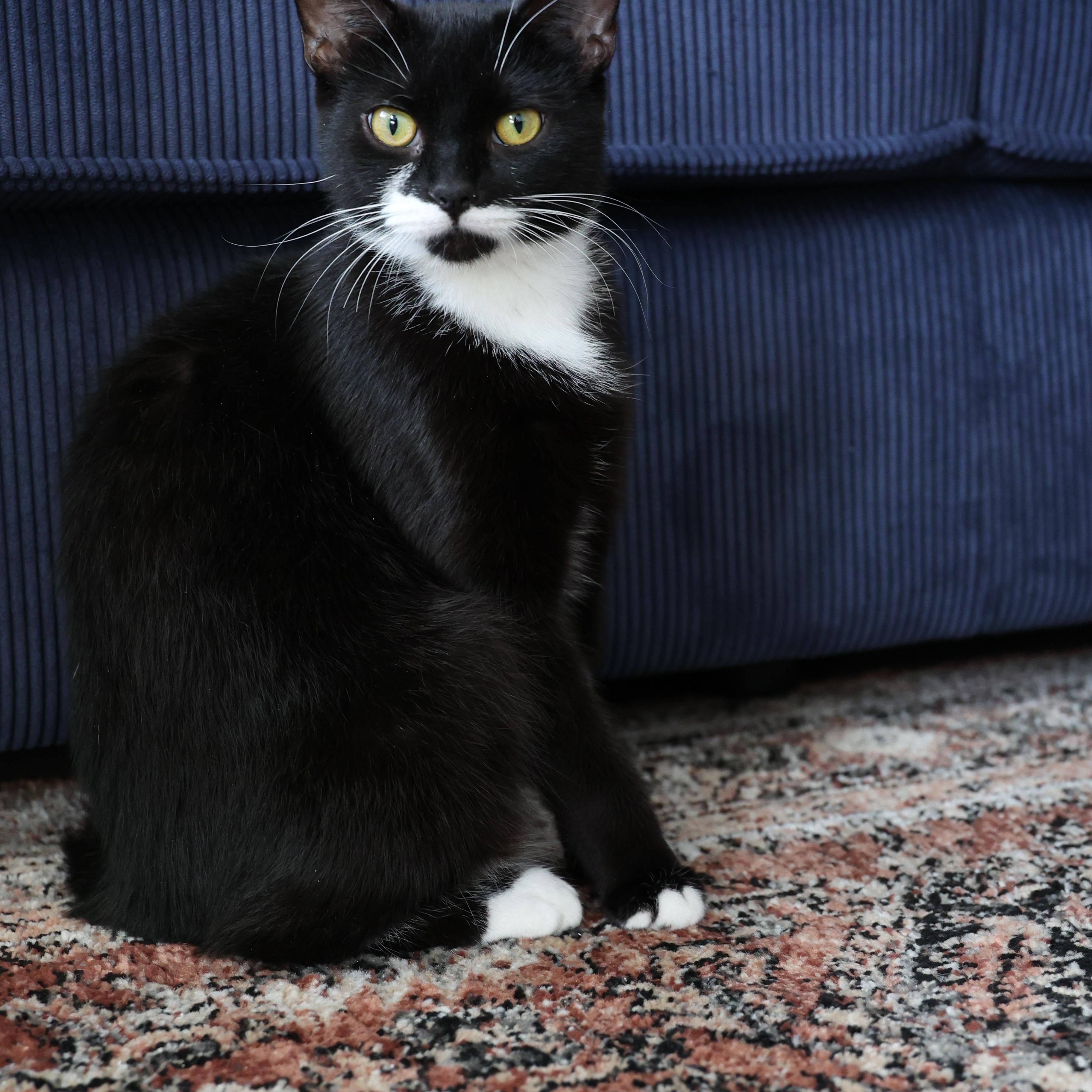 Josephine, a ADOPTABLE Tuxedo in Montreal, QC image 2/6