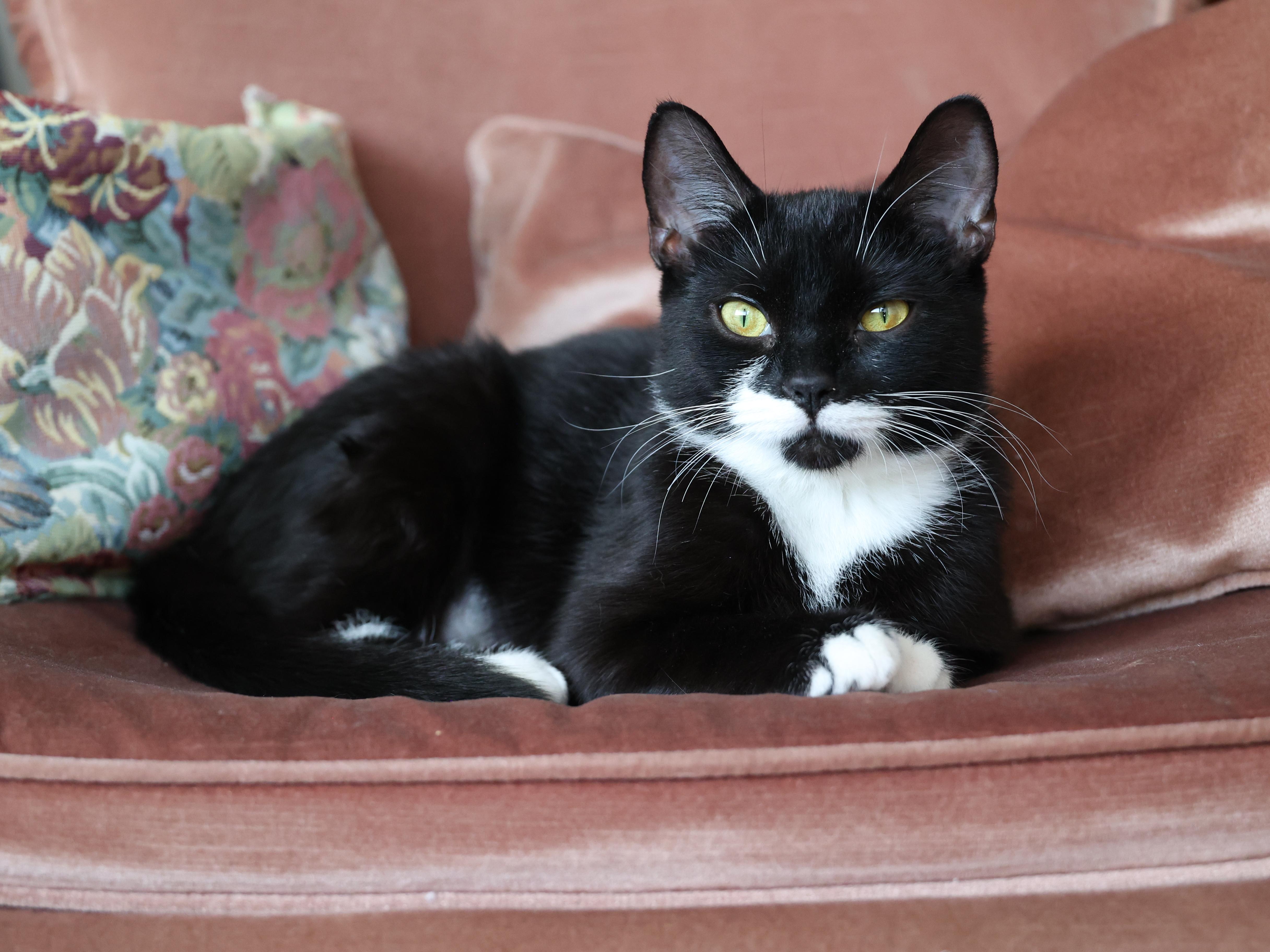 Josephine, a ADOPTABLE Tuxedo in Montreal, QC image 6/6