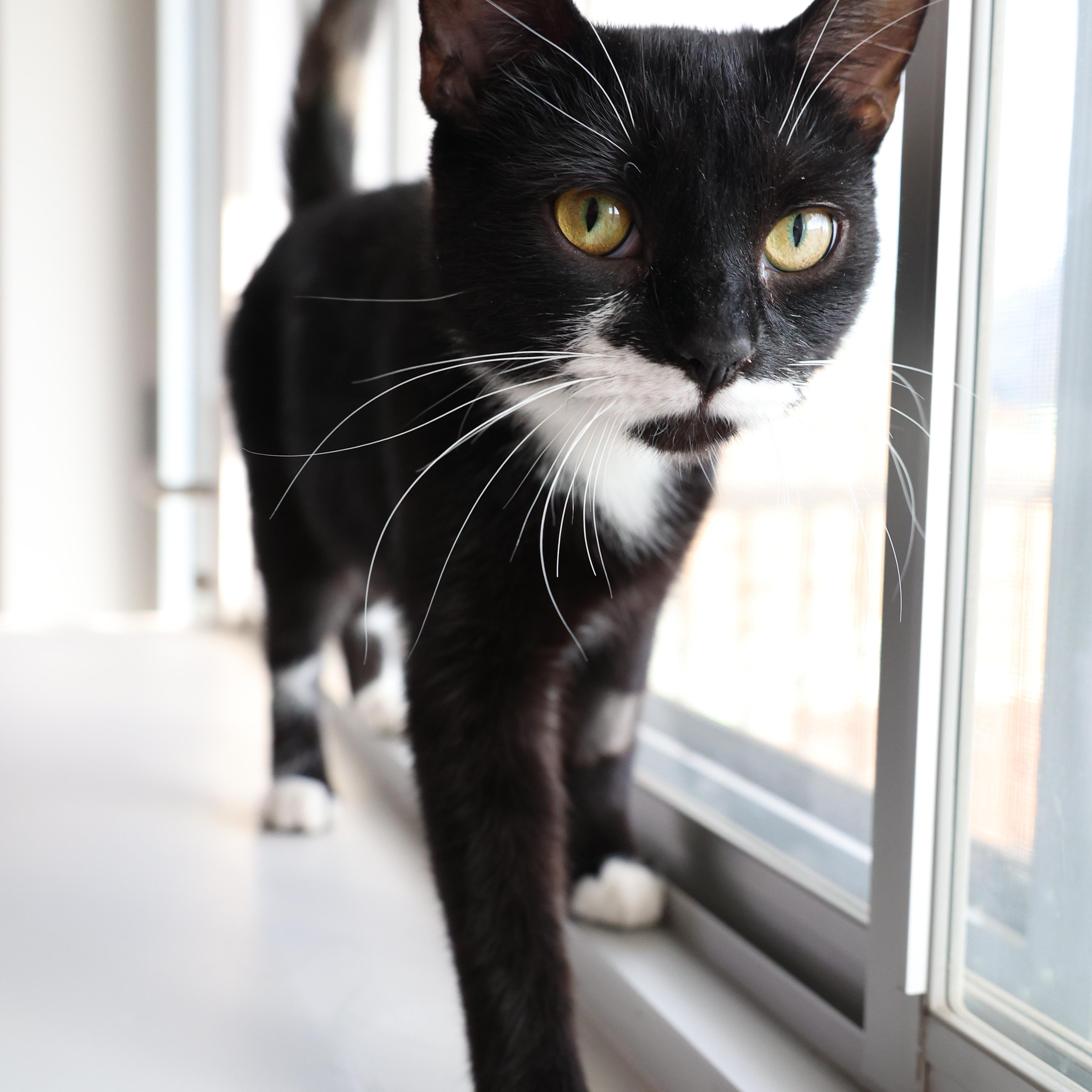 Josephine, a ADOPTABLE Tuxedo in Montreal, QC image 3/6