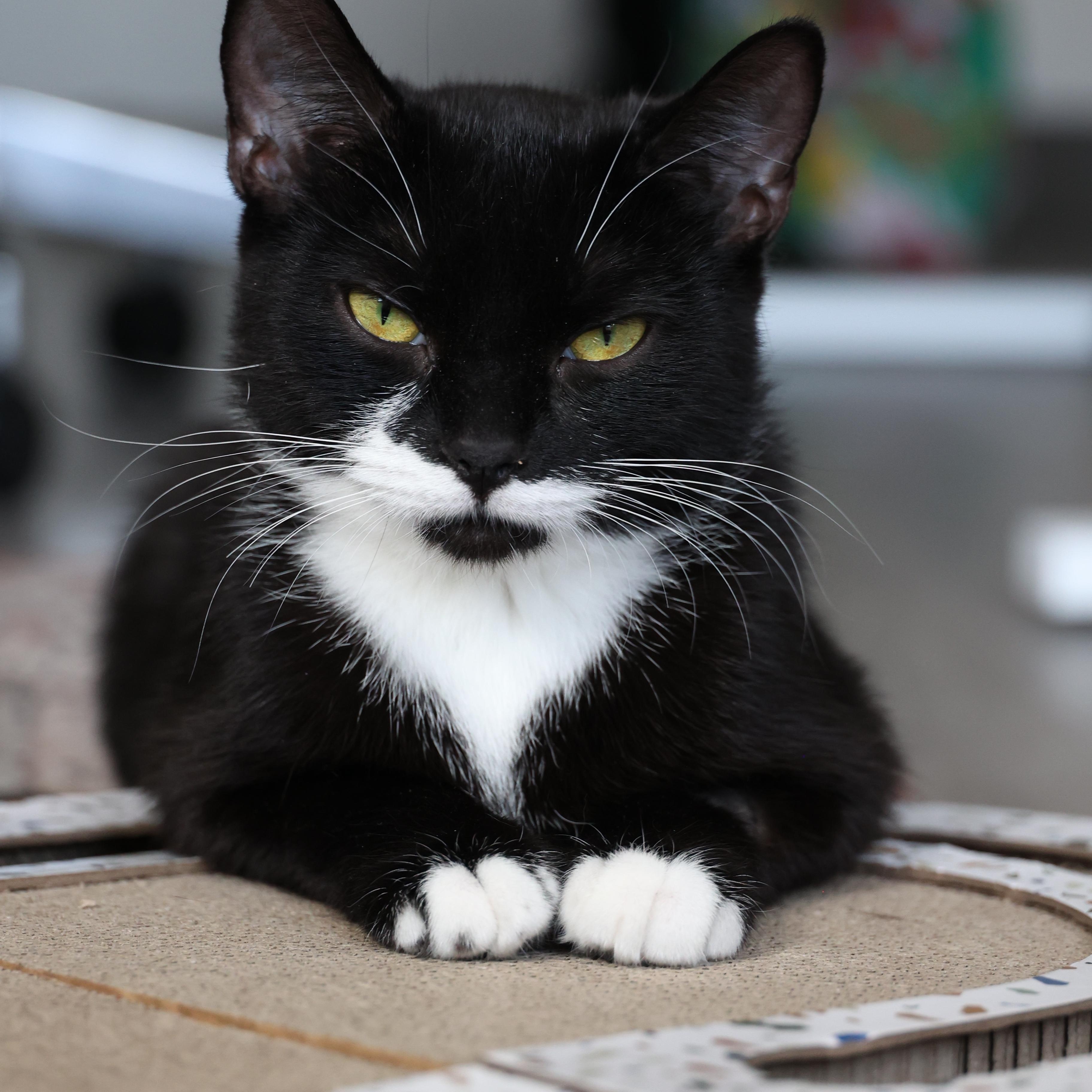 Josephine, a ADOPTABLE Tuxedo in Montreal, QC image 1/6