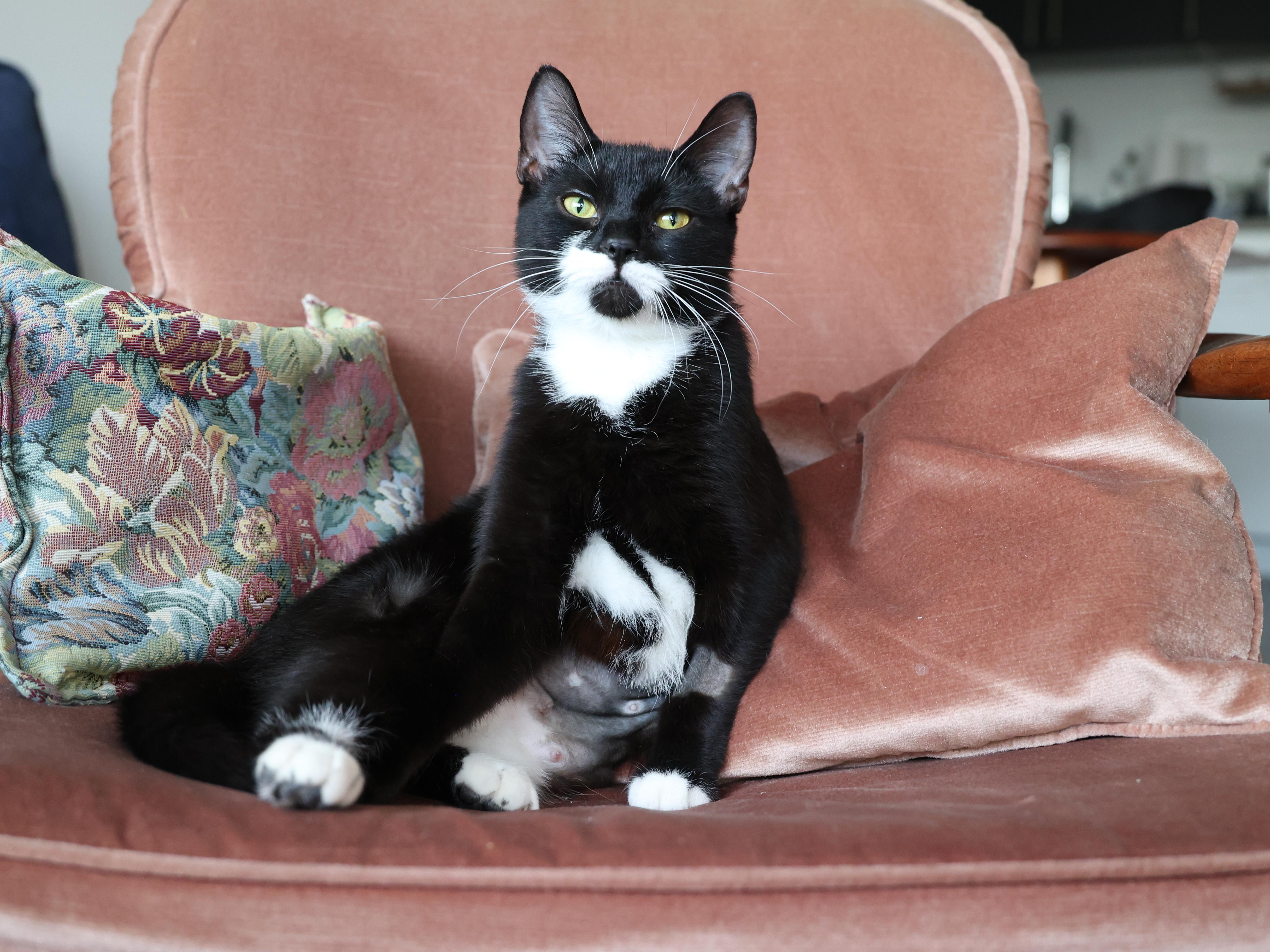 Josephine, a ADOPTABLE Tuxedo in Montreal, QC image 4/6