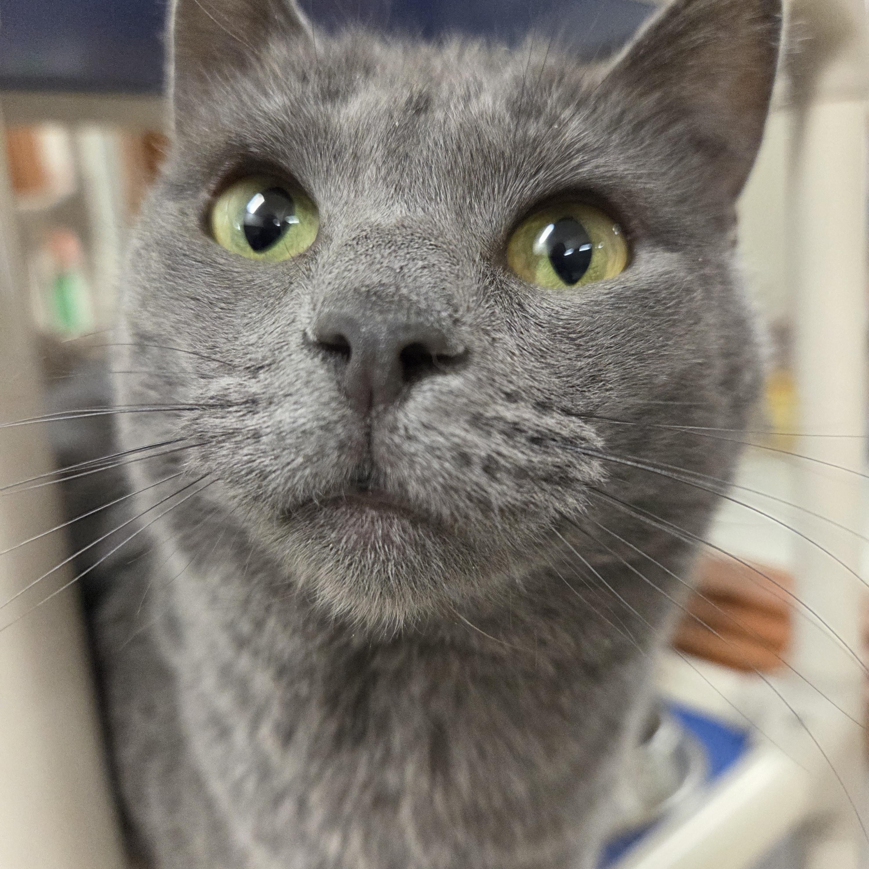 Enlarge Tansy Tartlet, a Adoptable Domestic Short Hair in Nevada, IA image 3/4