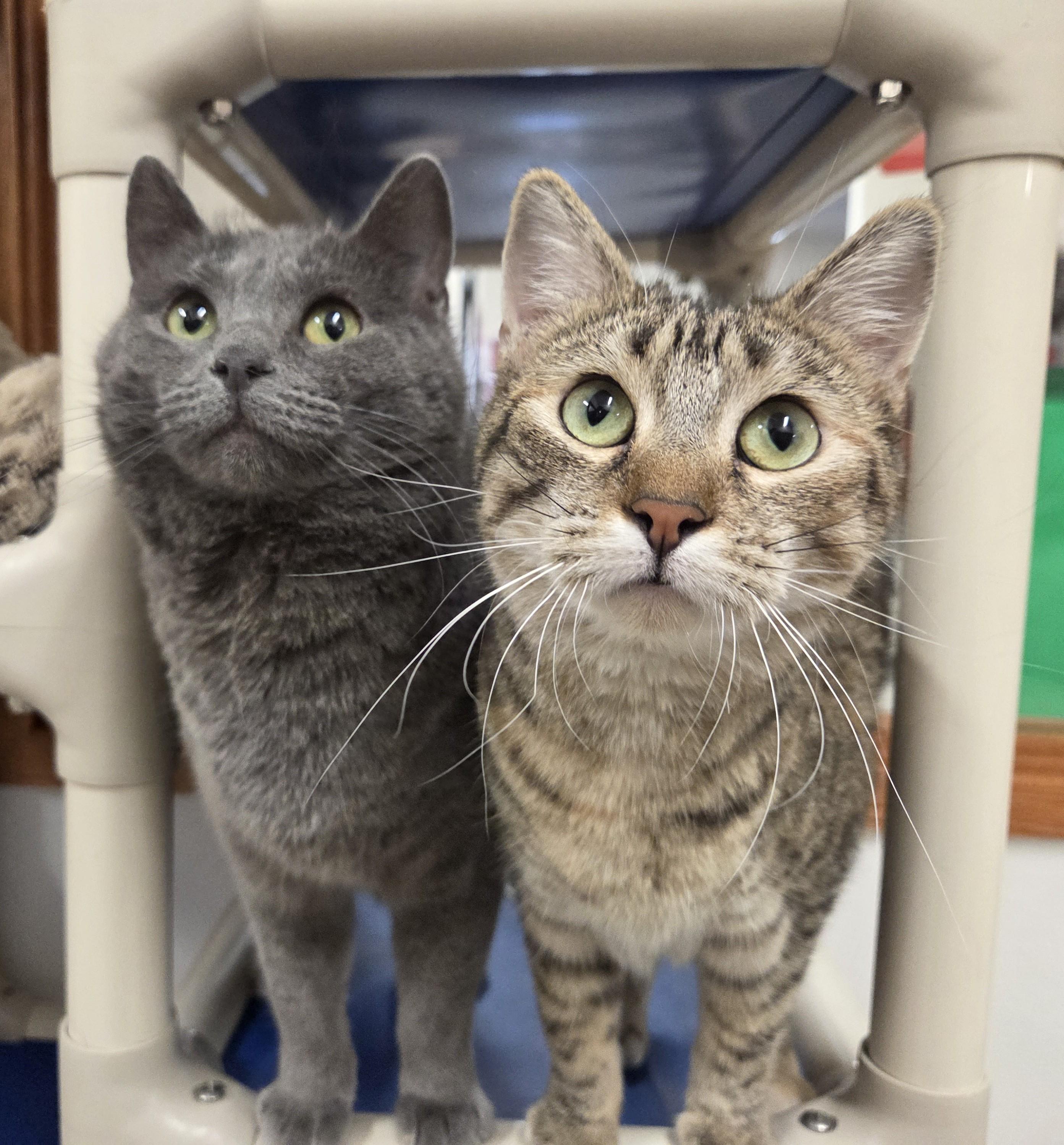 Enlarge Tansy Tartlet, a Adoptable Domestic Short Hair in Nevada, IA image 4/4