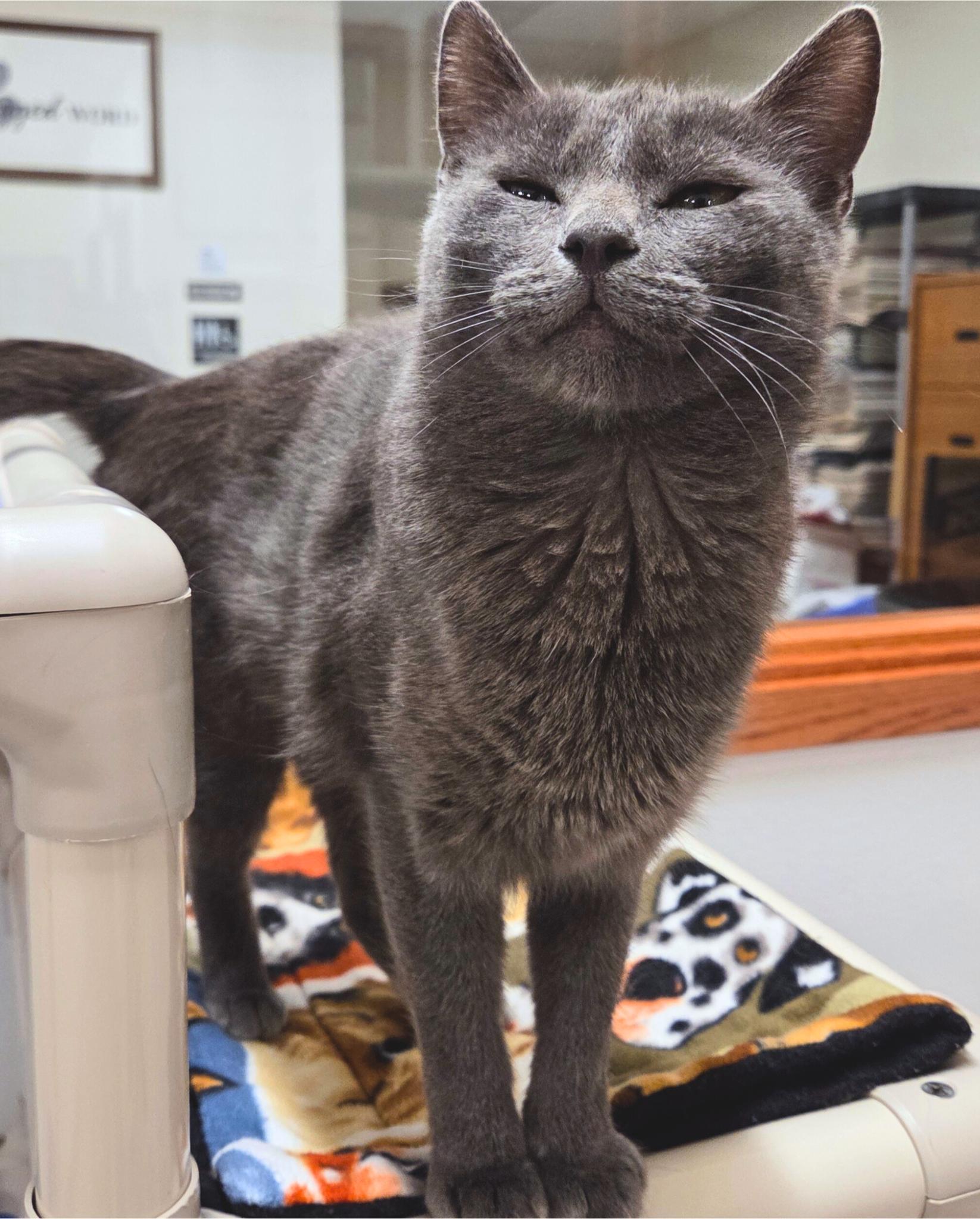 Enlarge Tansy Tartlet, a Adoptable Domestic Short Hair in Nevada, IA image 2/2