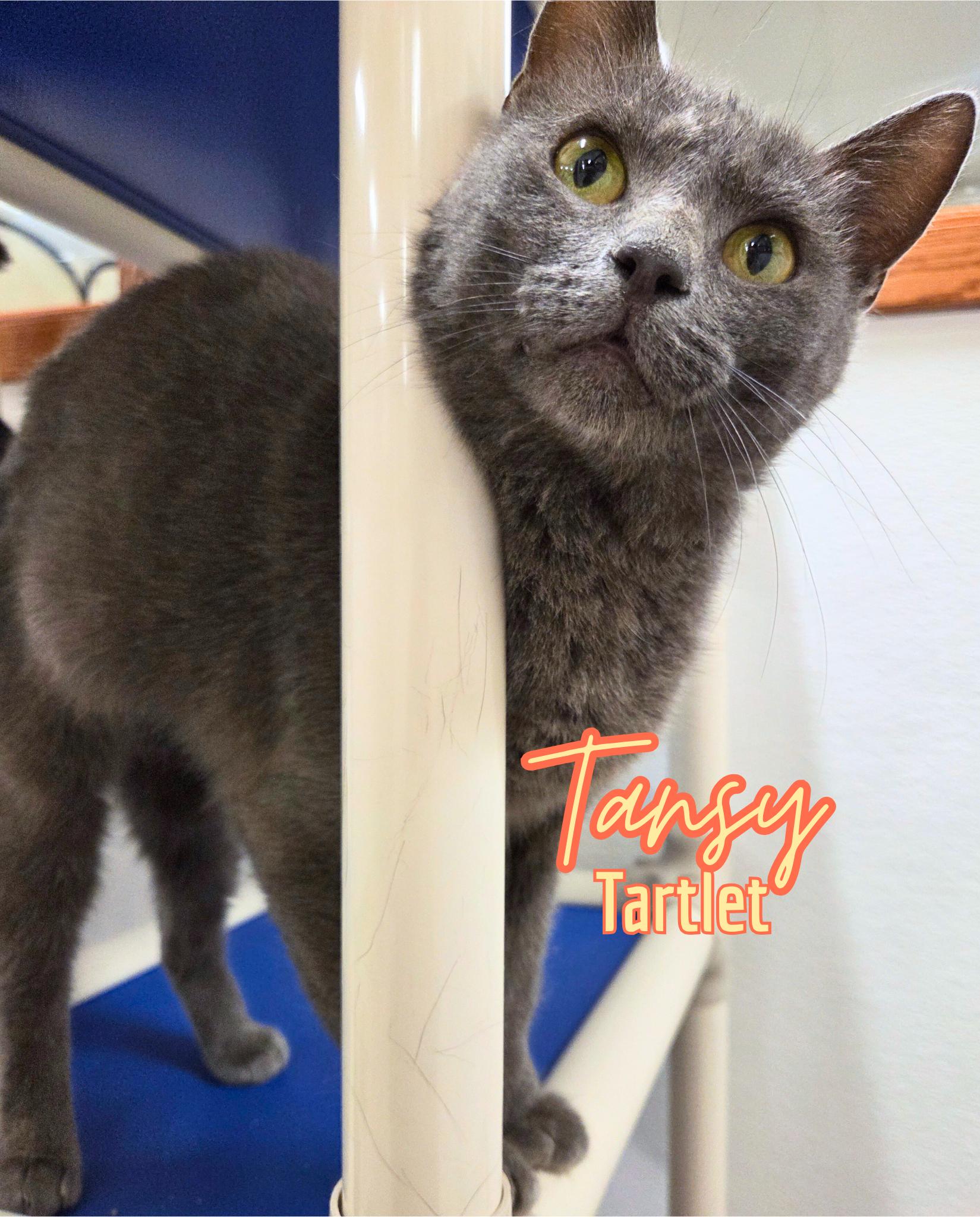Tansy Tartlet, Adoptable, Young Female Domestic Short Hair.