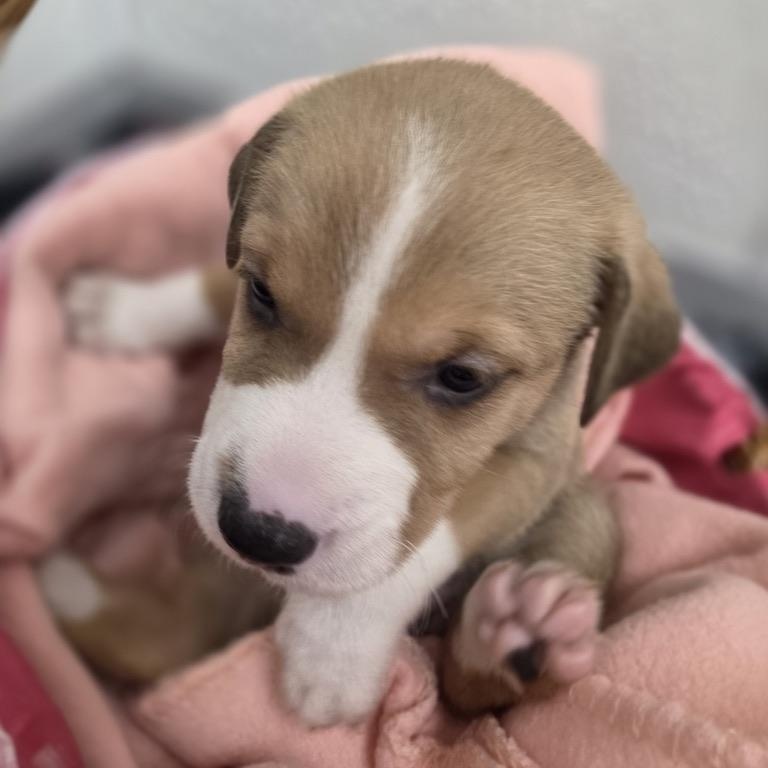 UGG, ADOPTABLE, Puppy Female Pit Bull Terrier.