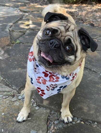 Enlarge Franklin, a Adoptable Pug in Midland, VA image 1/1