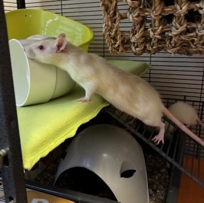 Enlarge The Muppet Babies (Kermit's kids), a ADOPTABLE Rat in Omaha, NE image 1/5