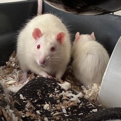 Enlarge The Muppet Babies (Kermit's kids), a ADOPTABLE Rat in Omaha, NE image 2/5