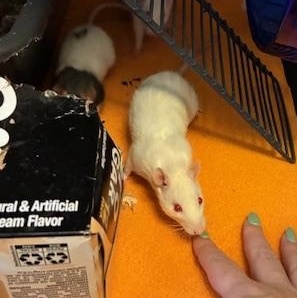 Enlarge The Muppet Babies (Kermit's kids), a ADOPTABLE Rat in Omaha, NE image 3/5