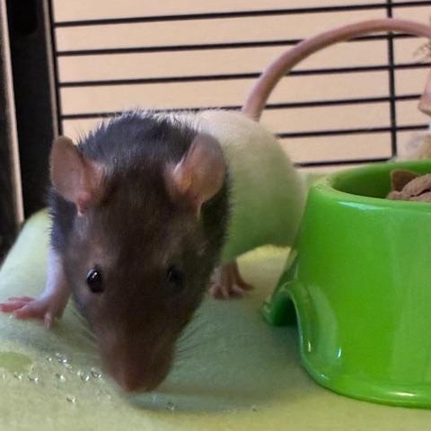 Enlarge The Muppet Babies (Kermit's kids), a ADOPTABLE Rat in Omaha, NE image 5/5