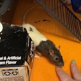 Enlarge The Muppet Babies (Kermit's kids), a ADOPTABLE Rat in Omaha, NE image 4/5