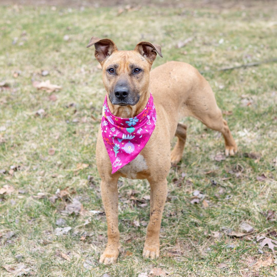 Dog for adoption Annie (Female), a Rhodesian Ridgeback & American
