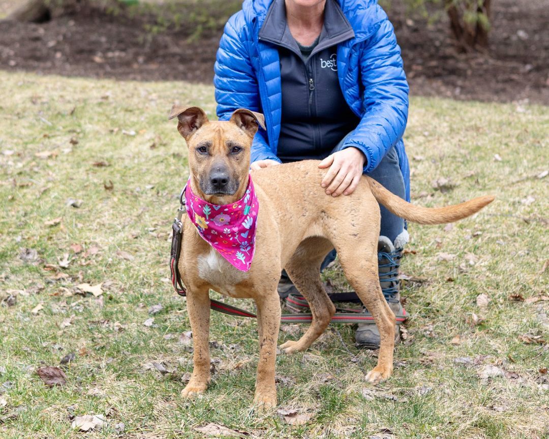 Dog for adoption Annie (Female), a Rhodesian Ridgeback & American