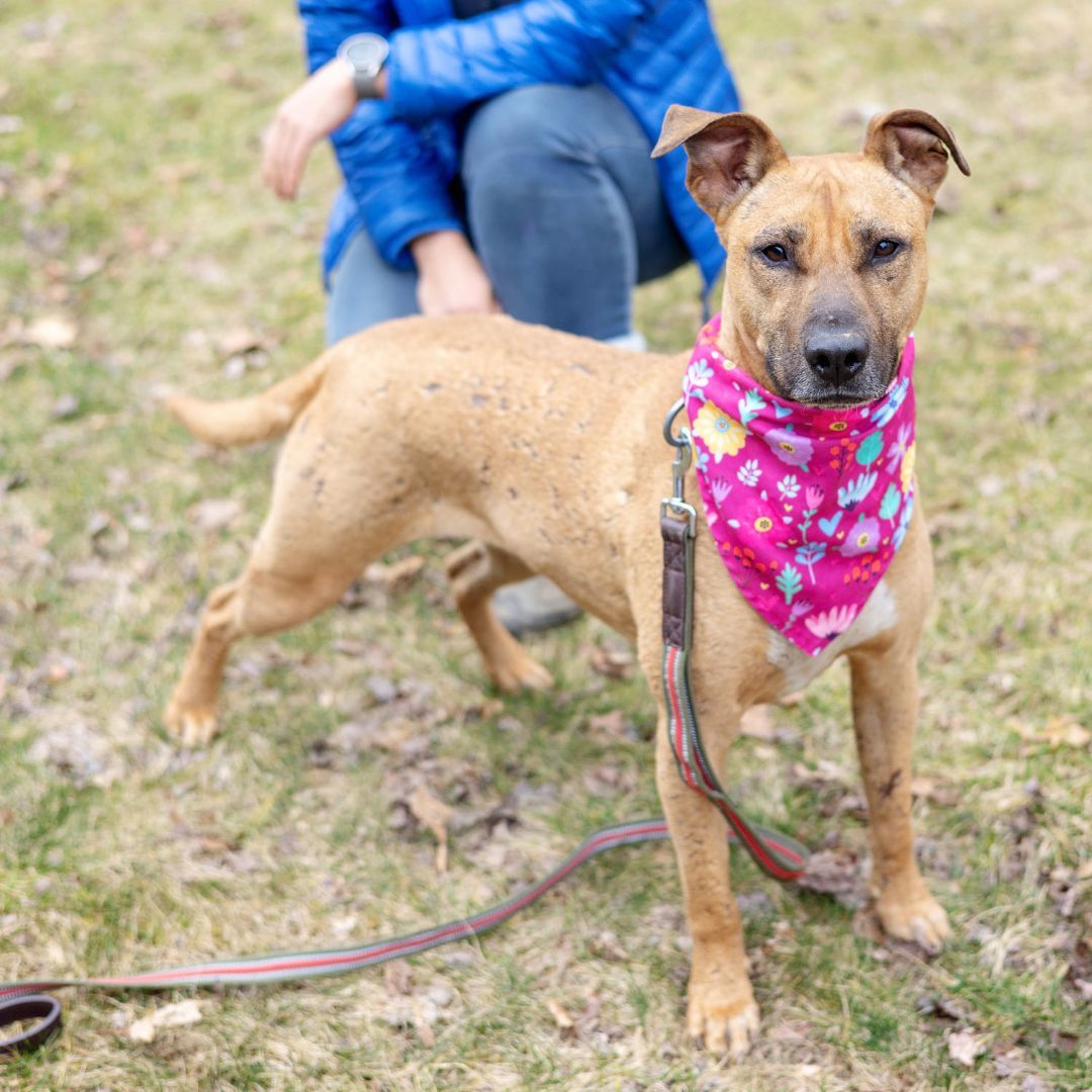Dog for adoption Annie (Female), a Rhodesian Ridgeback & American