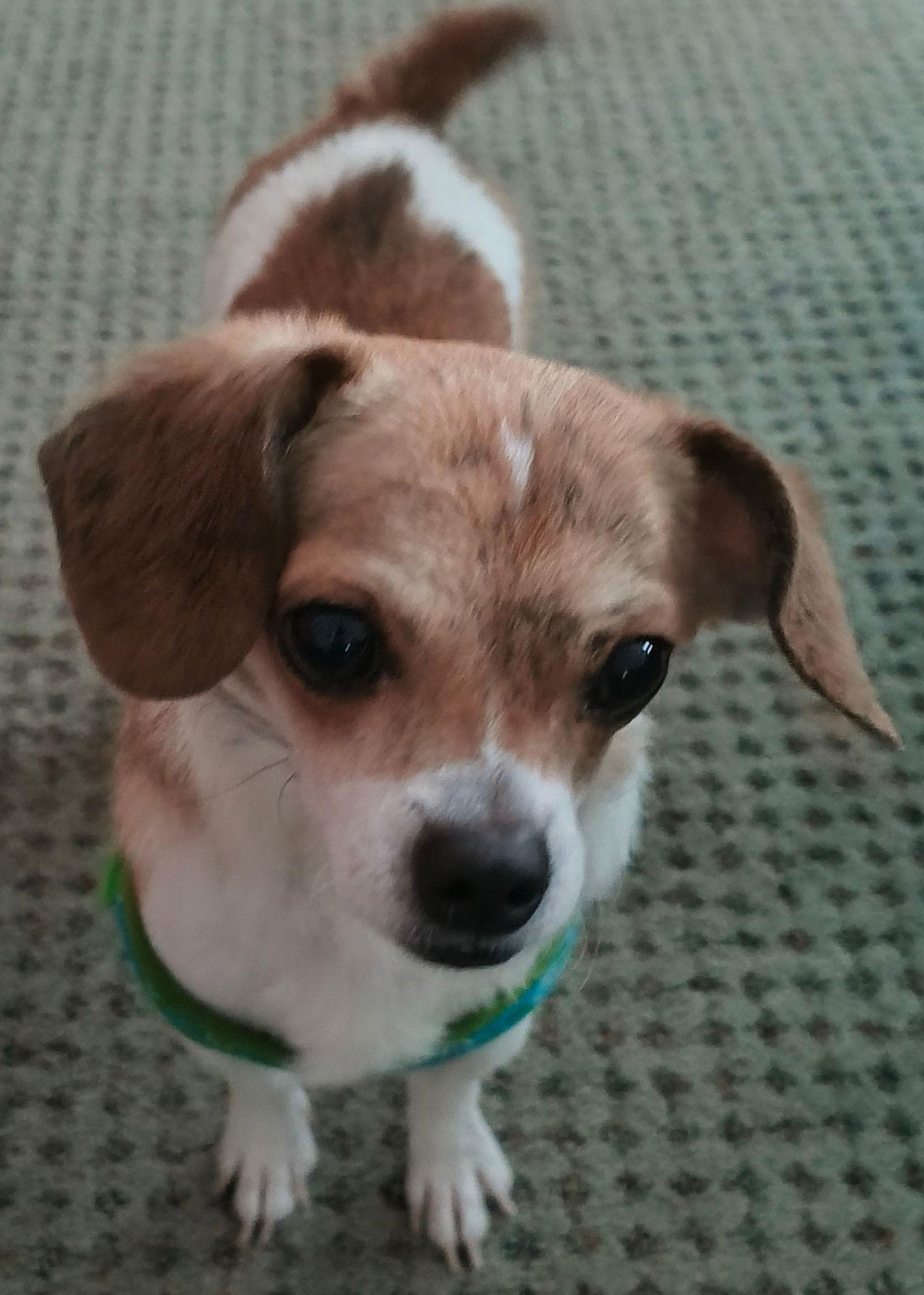 Kyle, Adoptable, Adult Male Chihuahua.