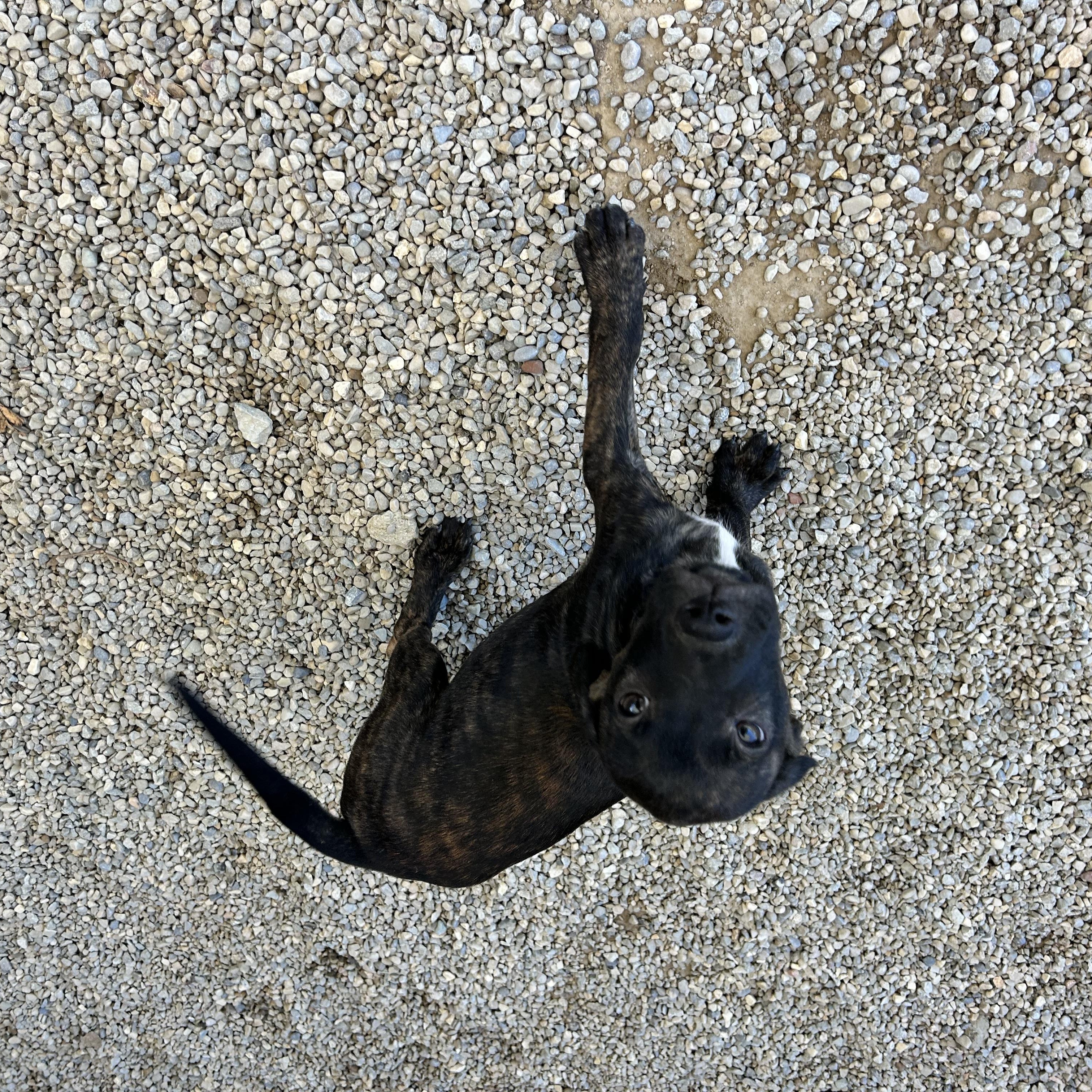 Enlarge .BISCOTTI, a Adopted mixed breed in Wilmington, OH image 6/6