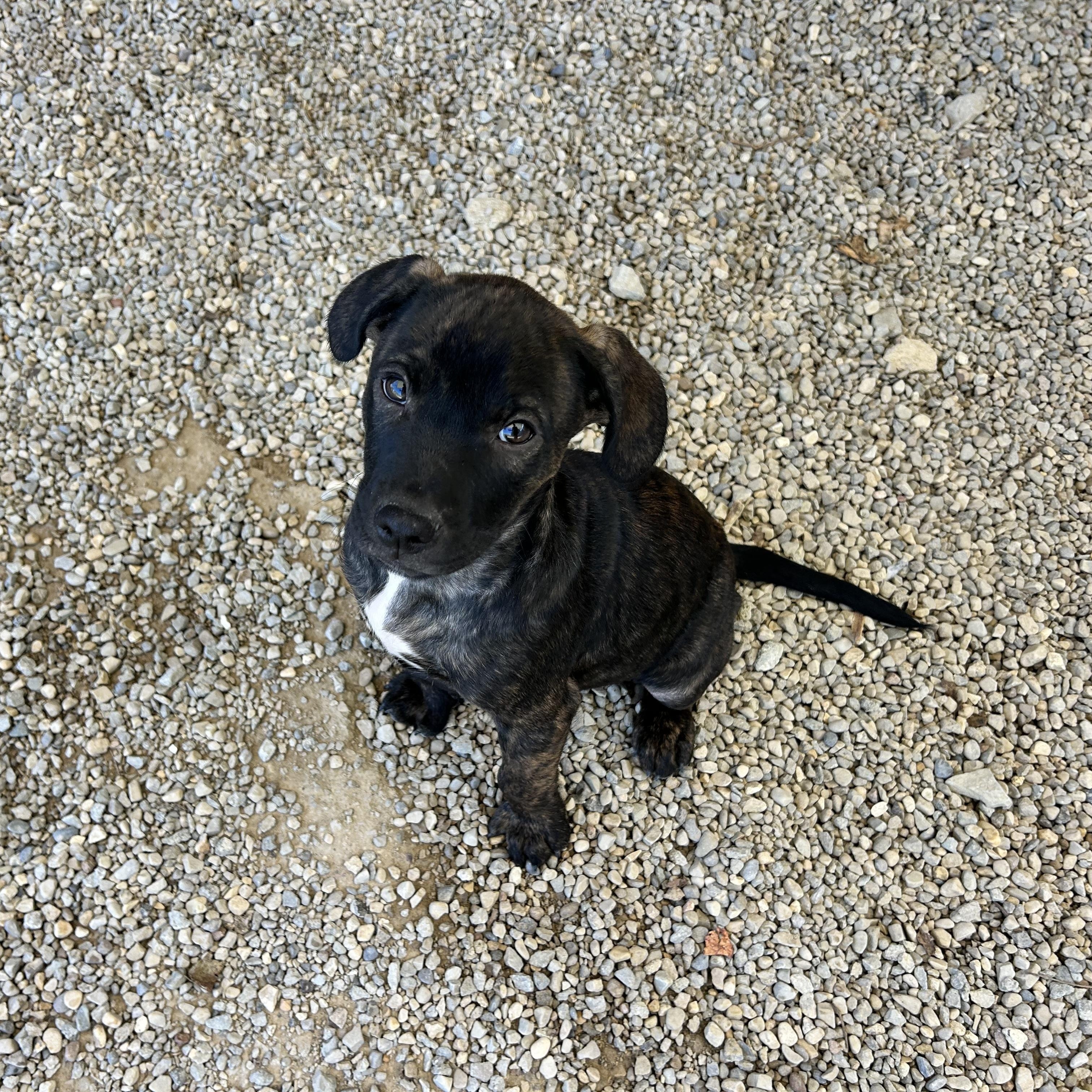 .BISCOTTI, Adopted, Puppy Male Boxer & Pit Bull Terrier.