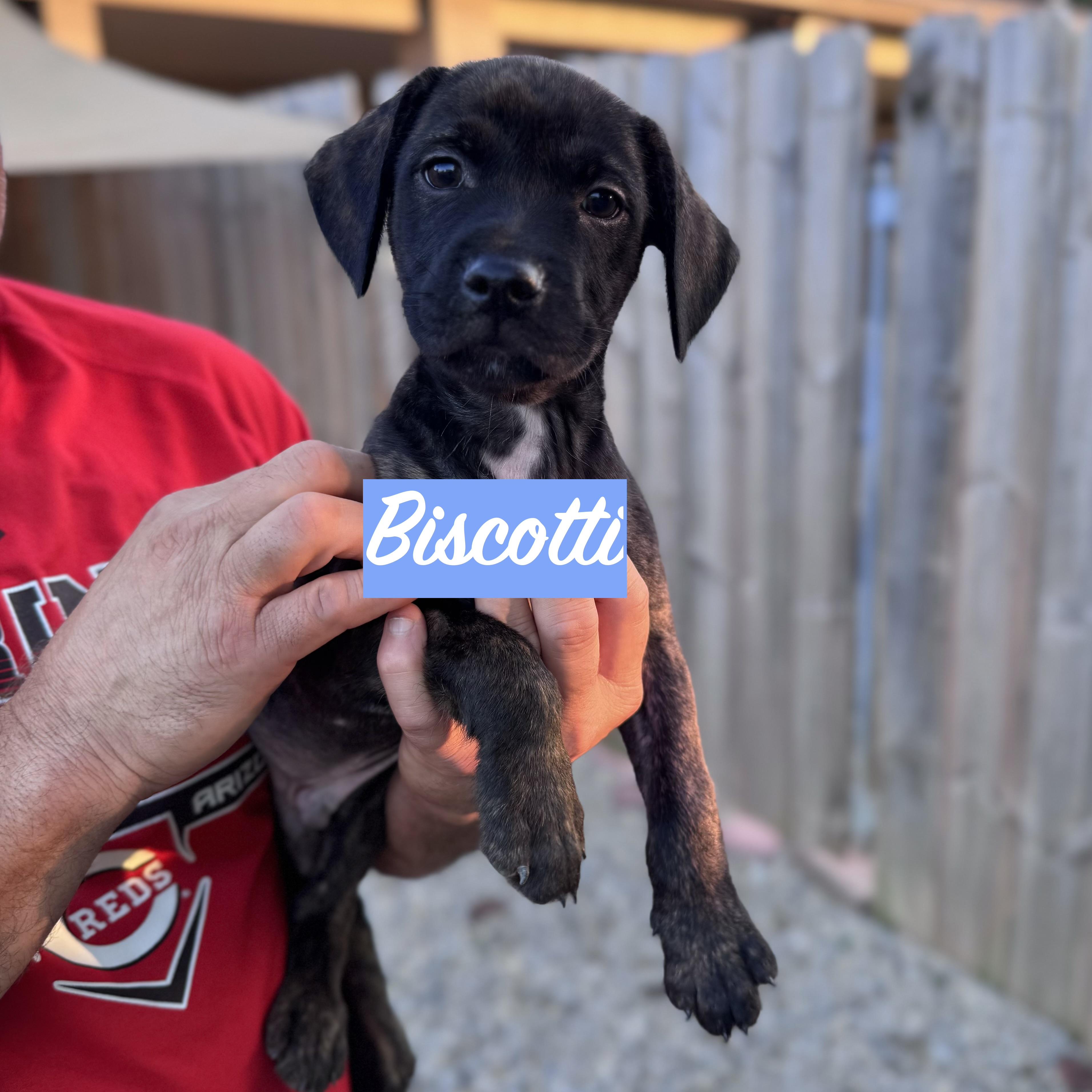 Enlarge .BISCOTTI, a Adopted mixed breed in Wilmington, OH image 4/6