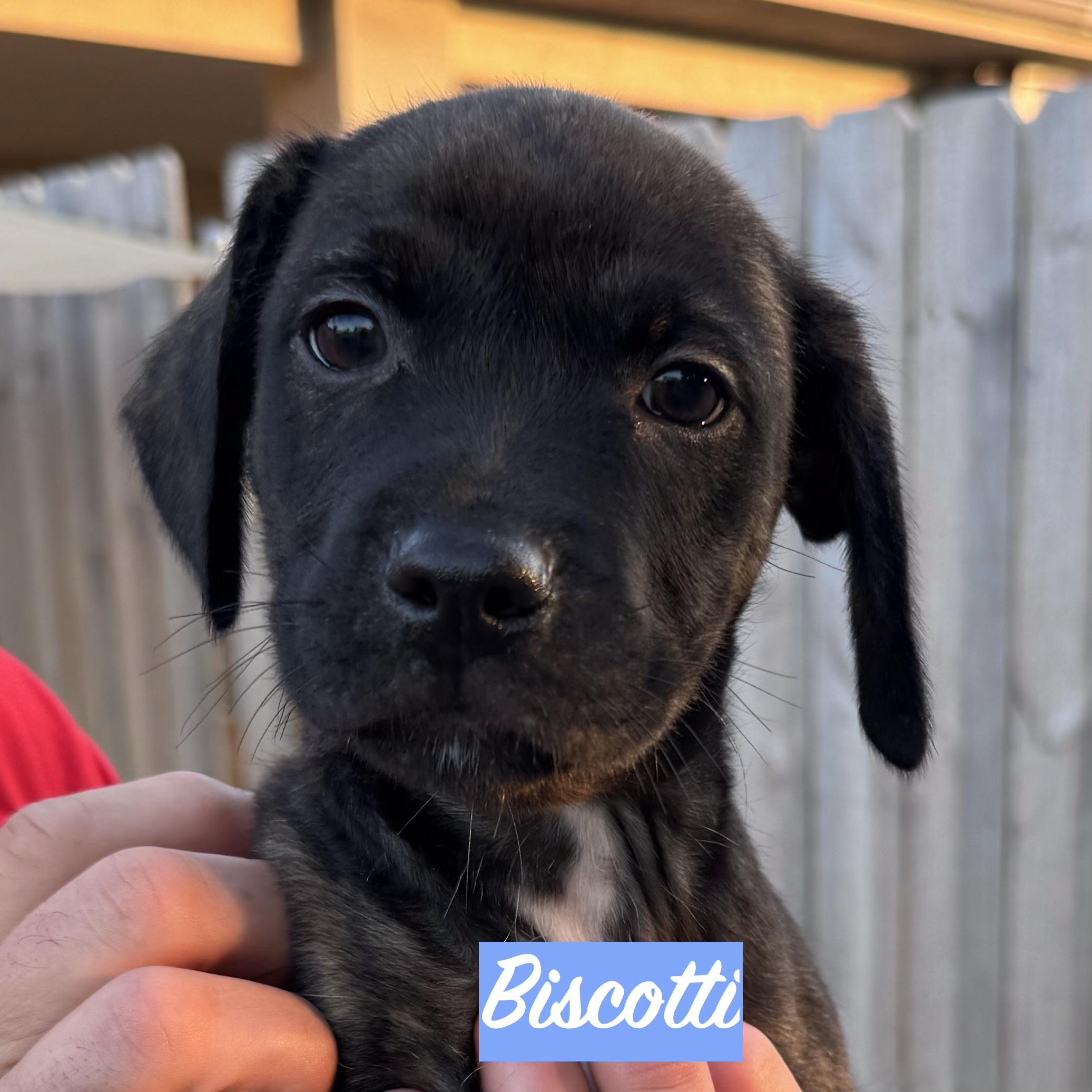 Enlarge .BISCOTTI, a Adopted mixed breed in Wilmington, OH image 2/6
