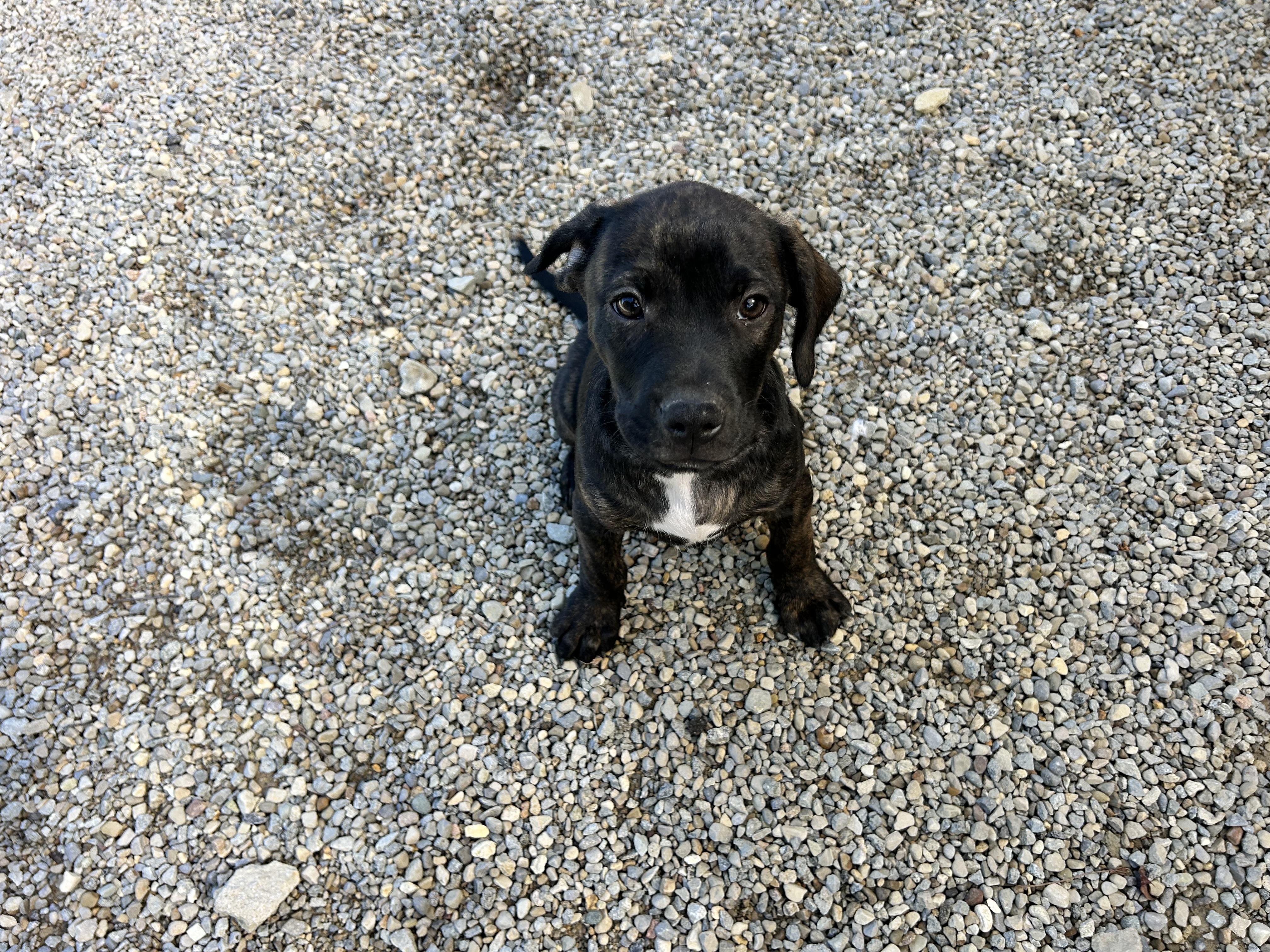 Enlarge .BISCOTTI, a Adopted mixed breed in Wilmington, OH image 3/6