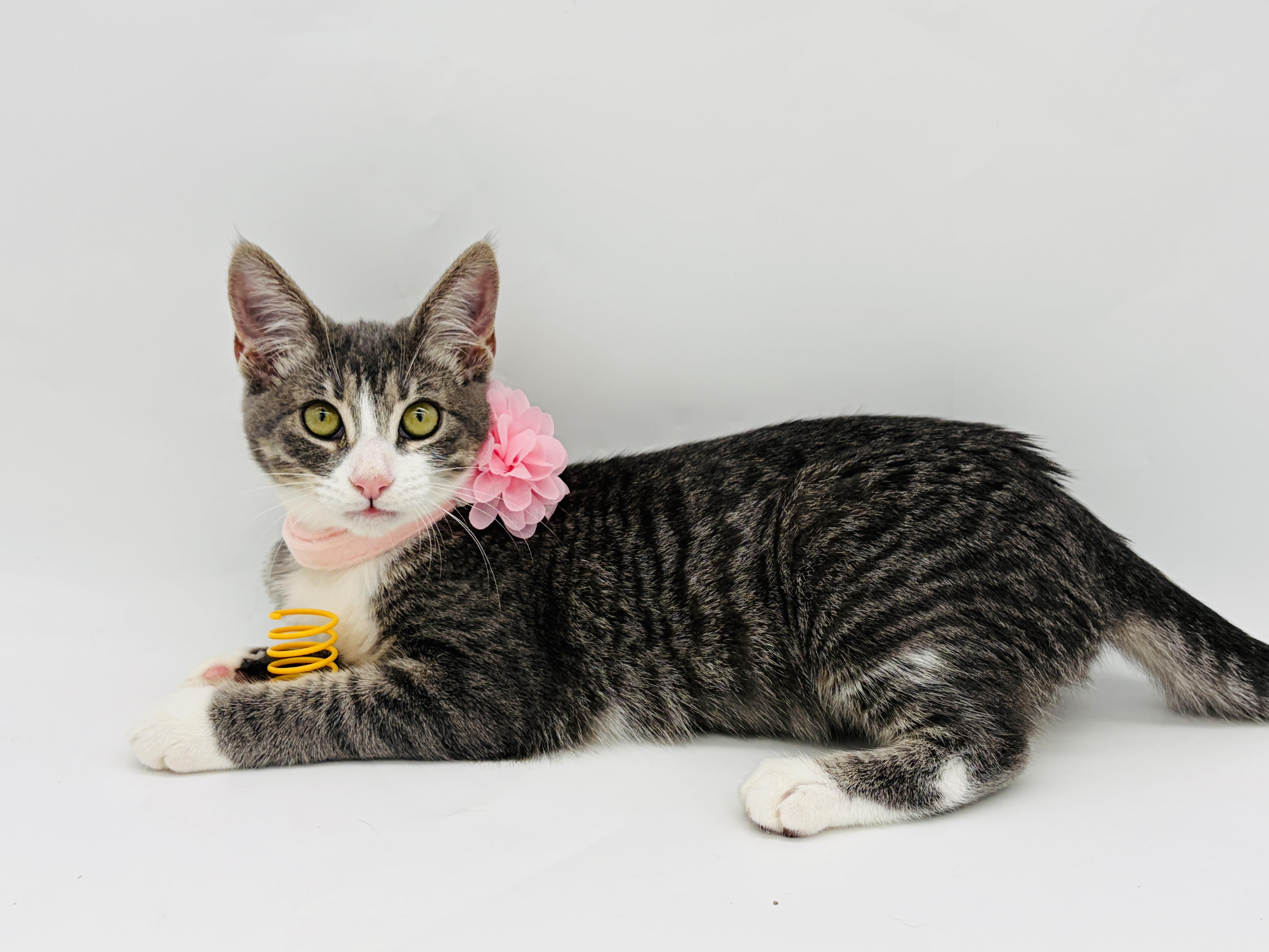 Enlarge Tandy, a Adopted Domestic Short Hair in Enfield, CT image 2/6