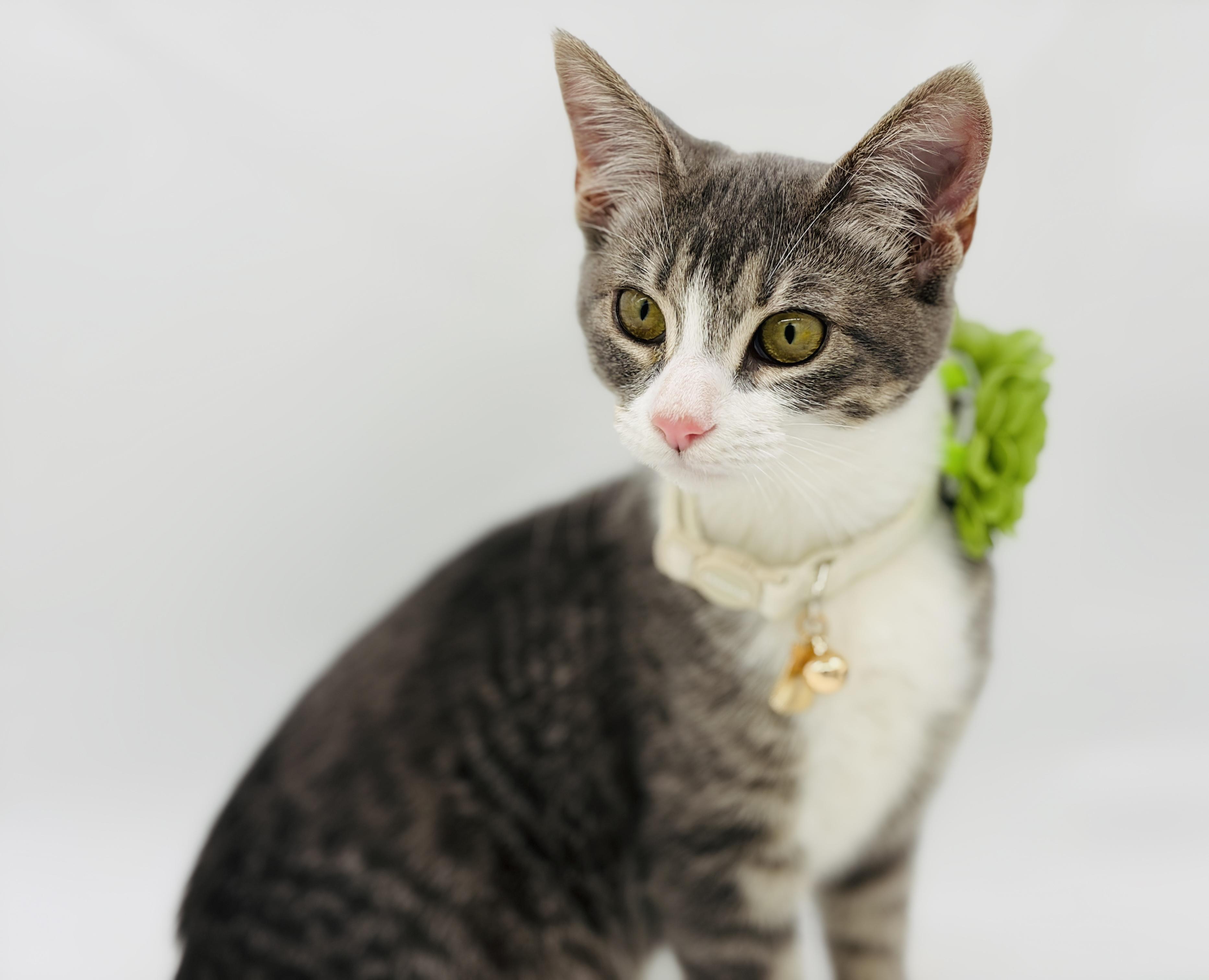 Enlarge Tandy, a Adopted Domestic Short Hair in Enfield, CT image 5/6