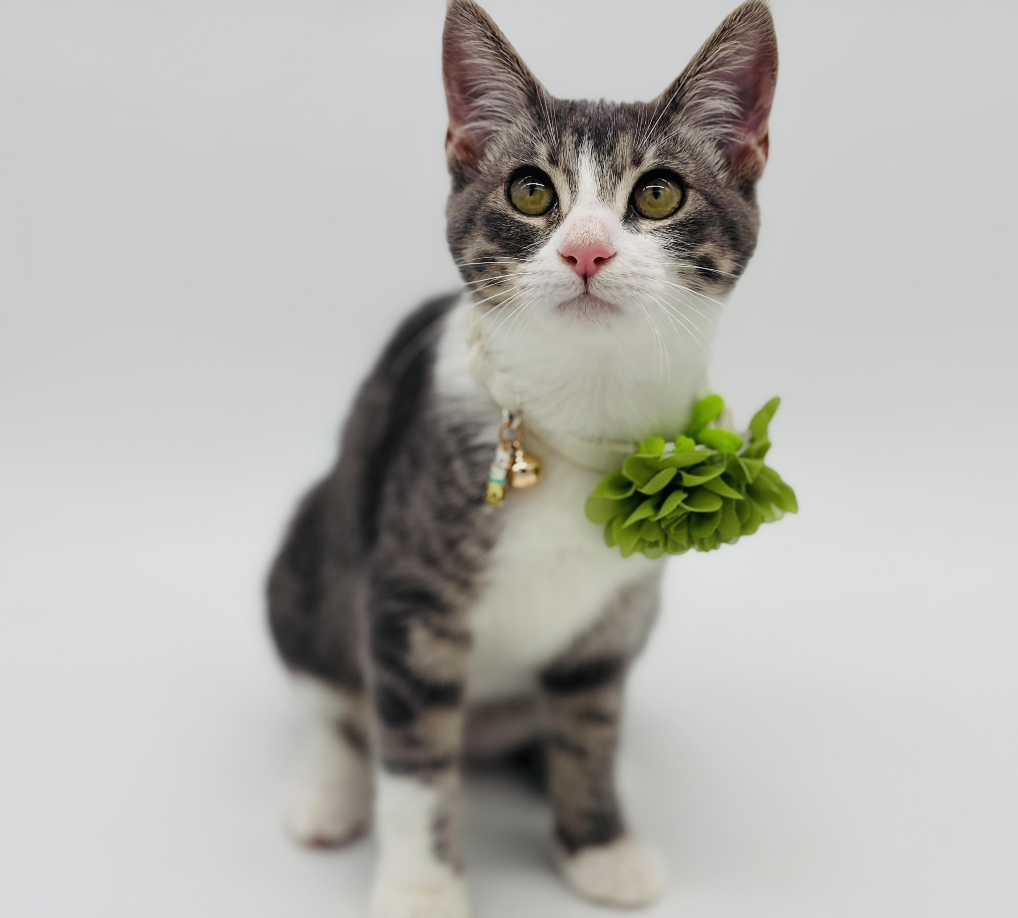 Enlarge Tandy, a Adopted Domestic Short Hair in Enfield, CT image 3/6
