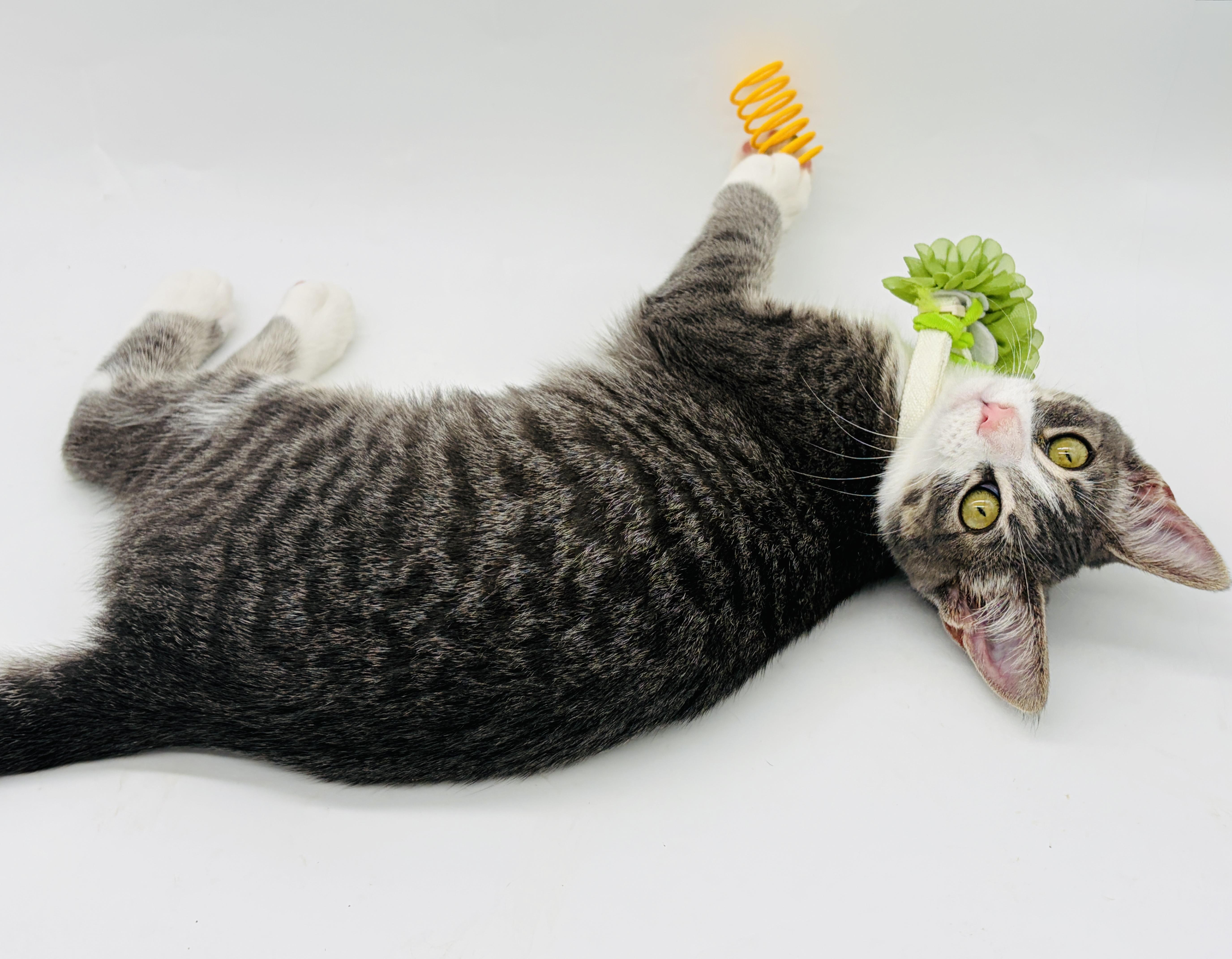 Enlarge Tandy, a Adopted Domestic Short Hair in Enfield, CT image 6/6