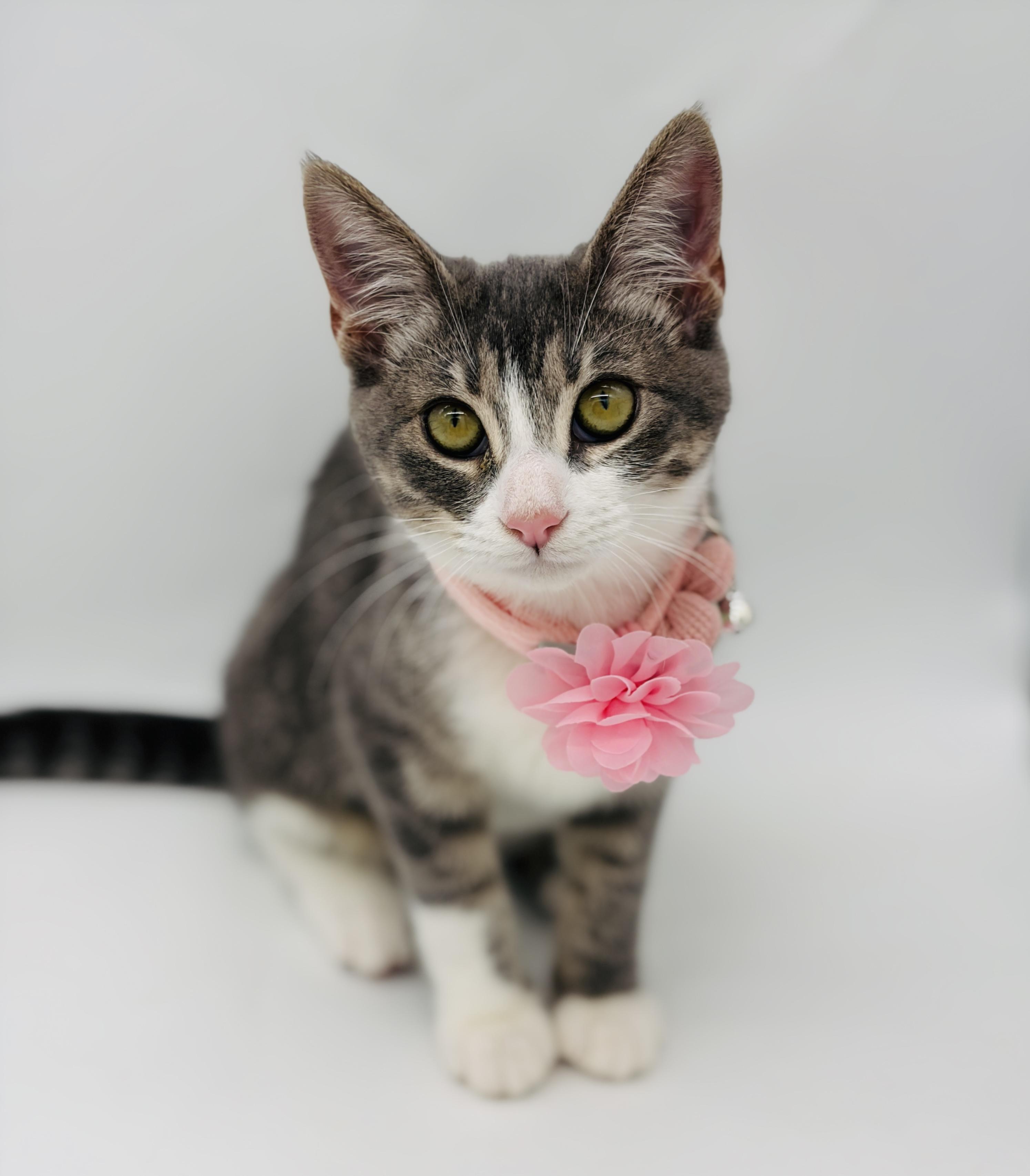 Enlarge Tandy, a Adopted Domestic Short Hair in Enfield, CT image 1/6