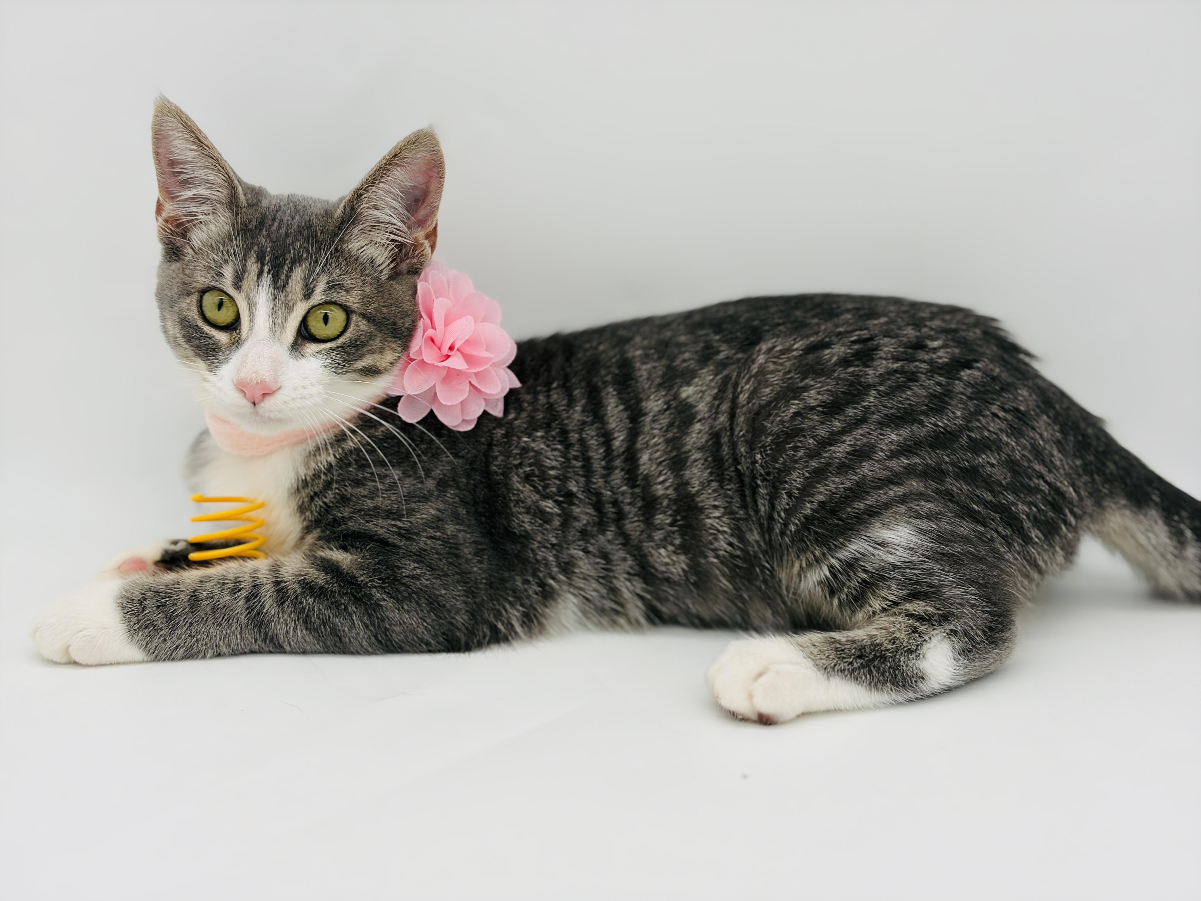 Enlarge Tandy, a Adopted Domestic Short Hair in Enfield, CT image 4/6