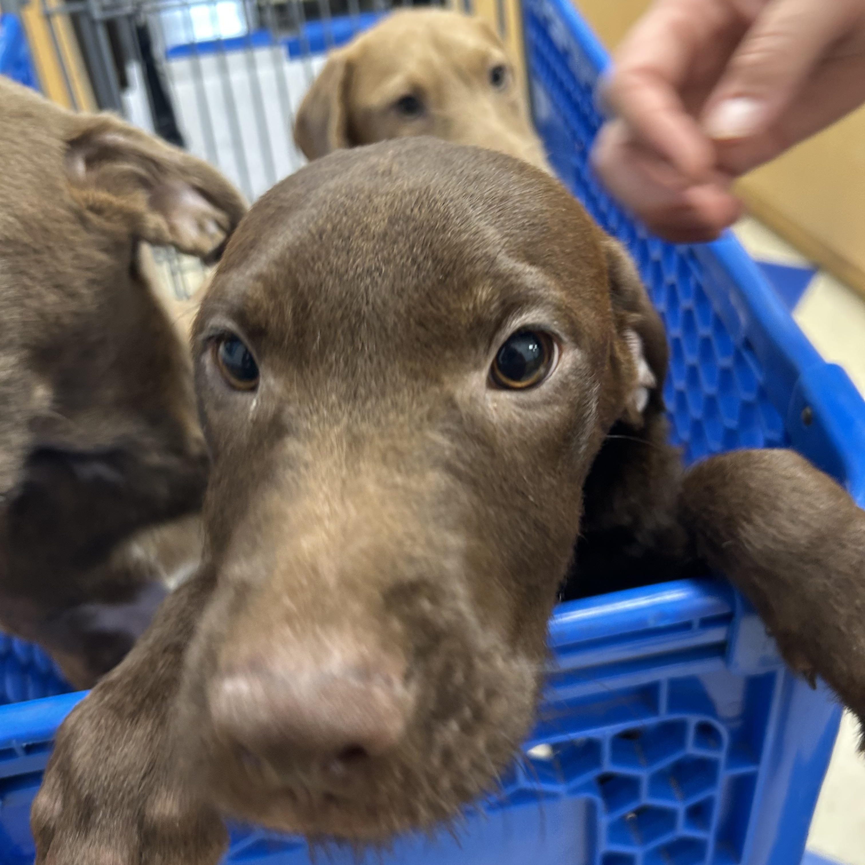 Maria, an adopted mixed breed in Pine Bluff, AR image 1/3