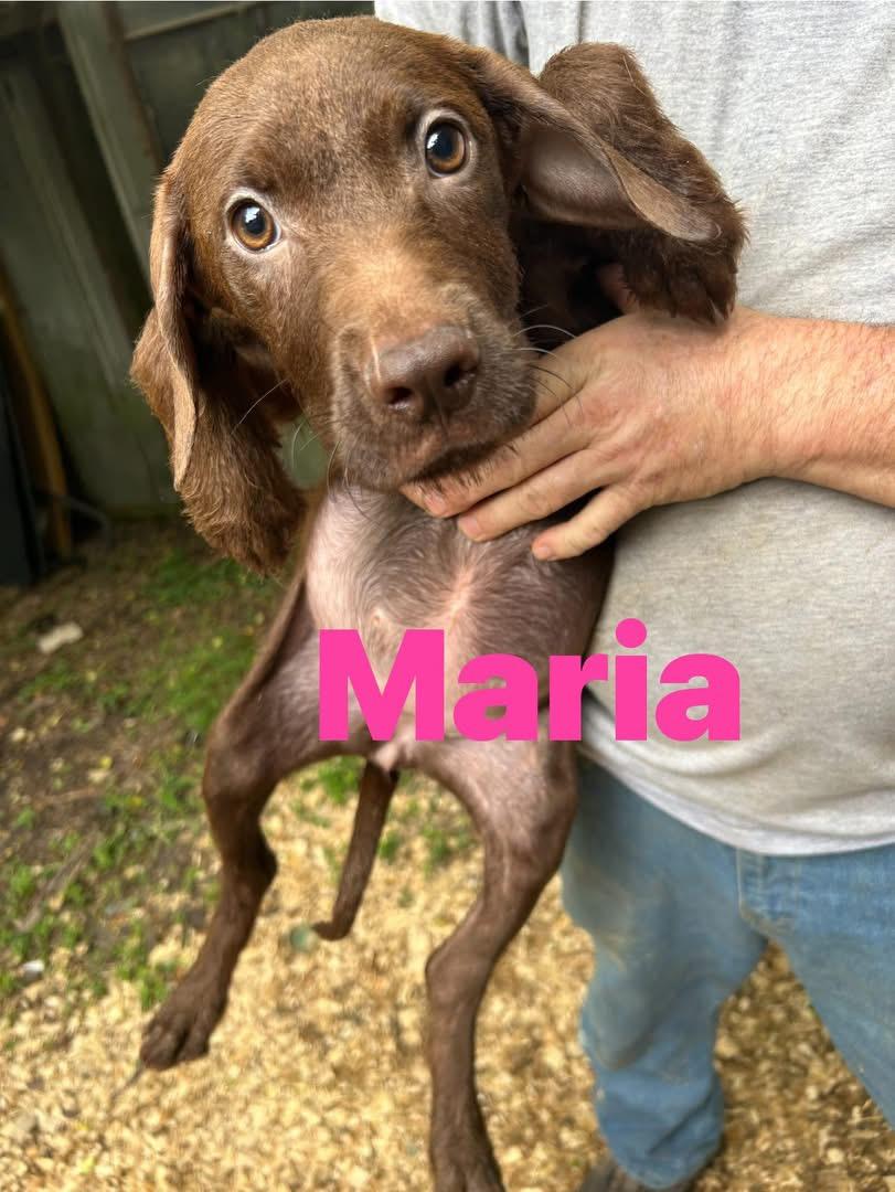 Maria, an adopted mixed breed in Pine Bluff, AR image 2/3