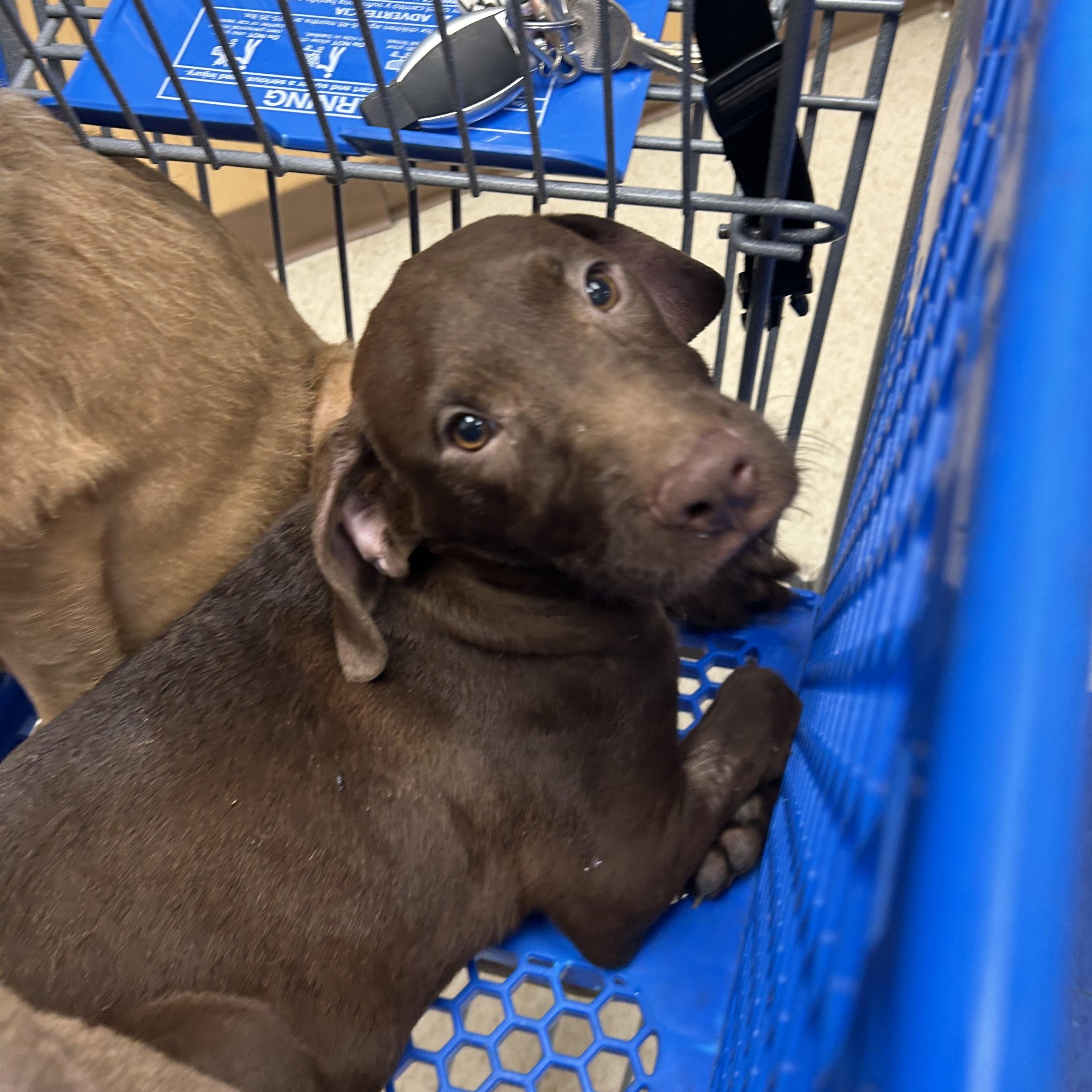 Maria, an adopted mixed breed in Pine Bluff, AR image 3/3
