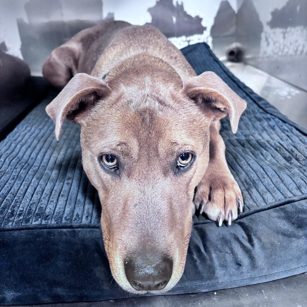 Monroe, Adoptable, Adult Female Mixed Breed.