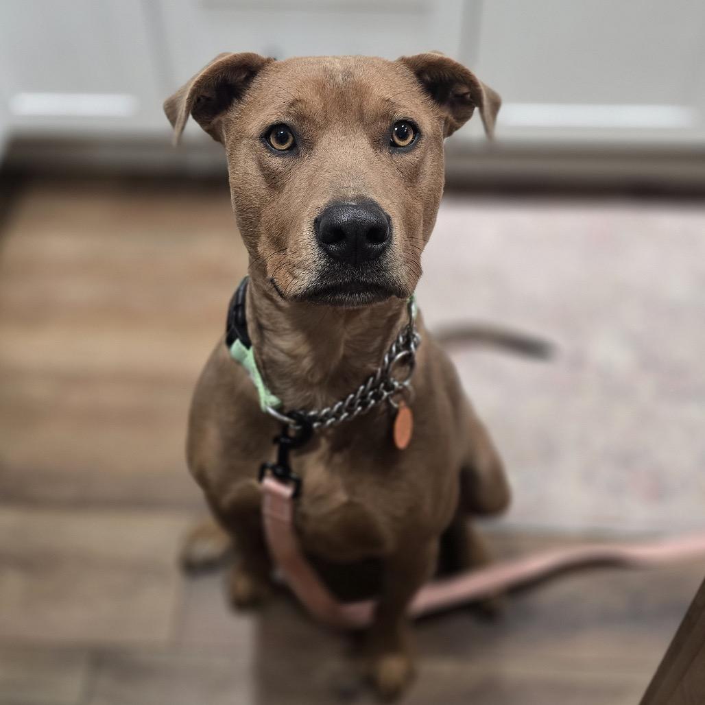 Monroe, a Adoptable Mixed Breed in Bismarck, ND image 2/6