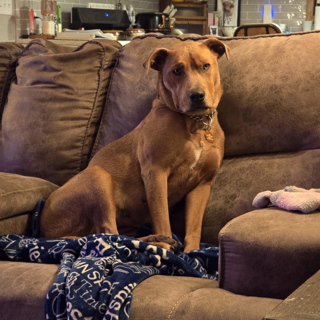 Monroe, a Adoptable Mixed Breed in Bismarck, ND image 3/6