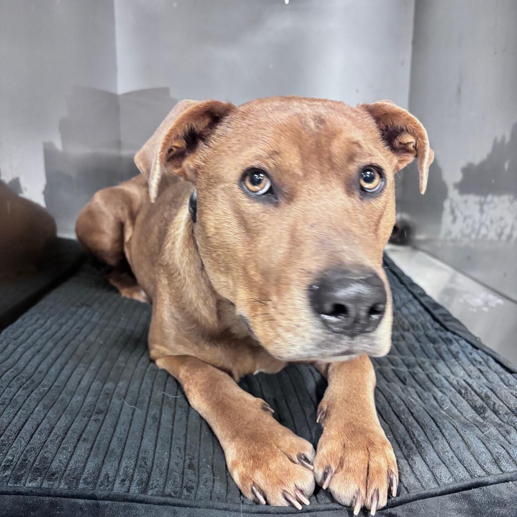 Monroe, a Adoptable Mixed Breed in Bismarck, ND image 4/6