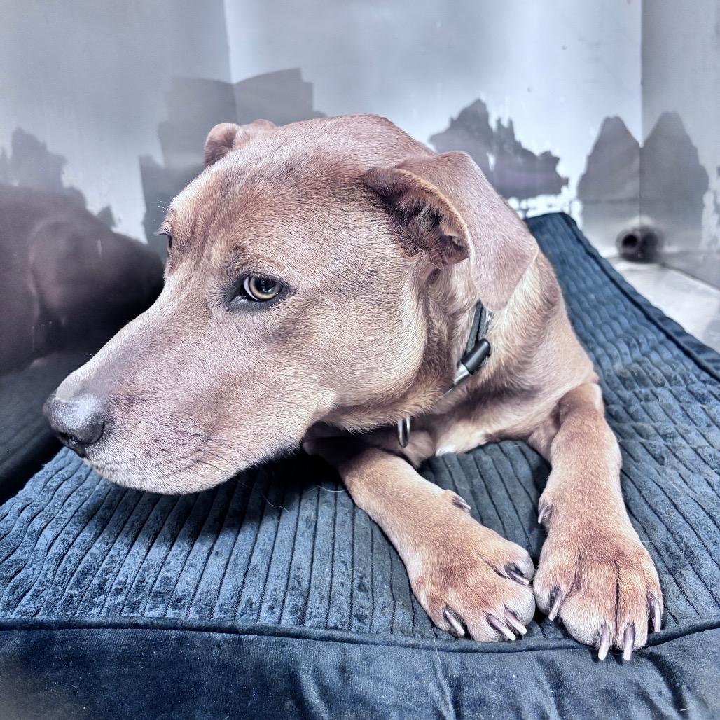 Monroe, a Adoptable Mixed Breed in Bismarck, ND image 5/6