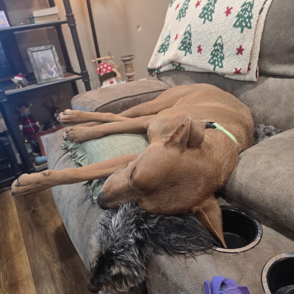 Monroe, a Adoptable Mixed Breed in Bismarck, ND image 6/6