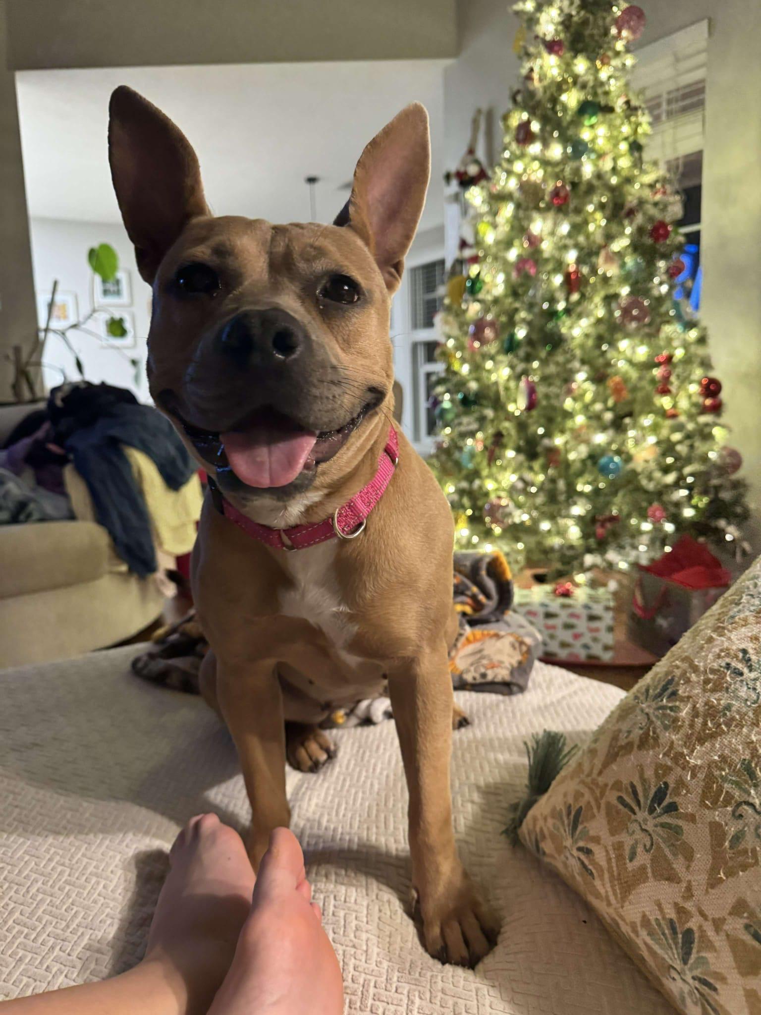 Enlarge Tess, a ADOPTABLE mixed breed in Yonkers, NY image 1/6